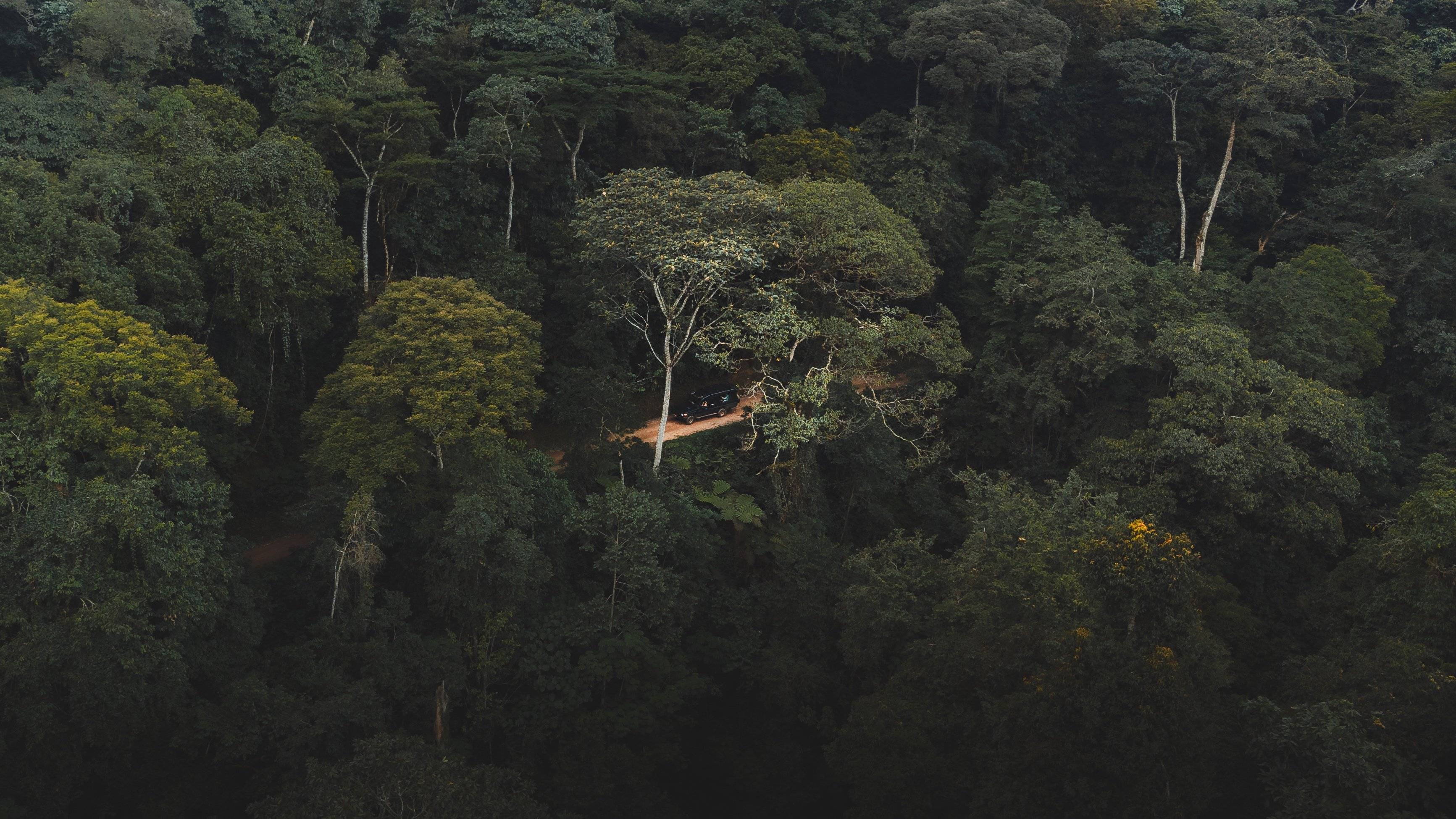 La foresta di Nyungwe
