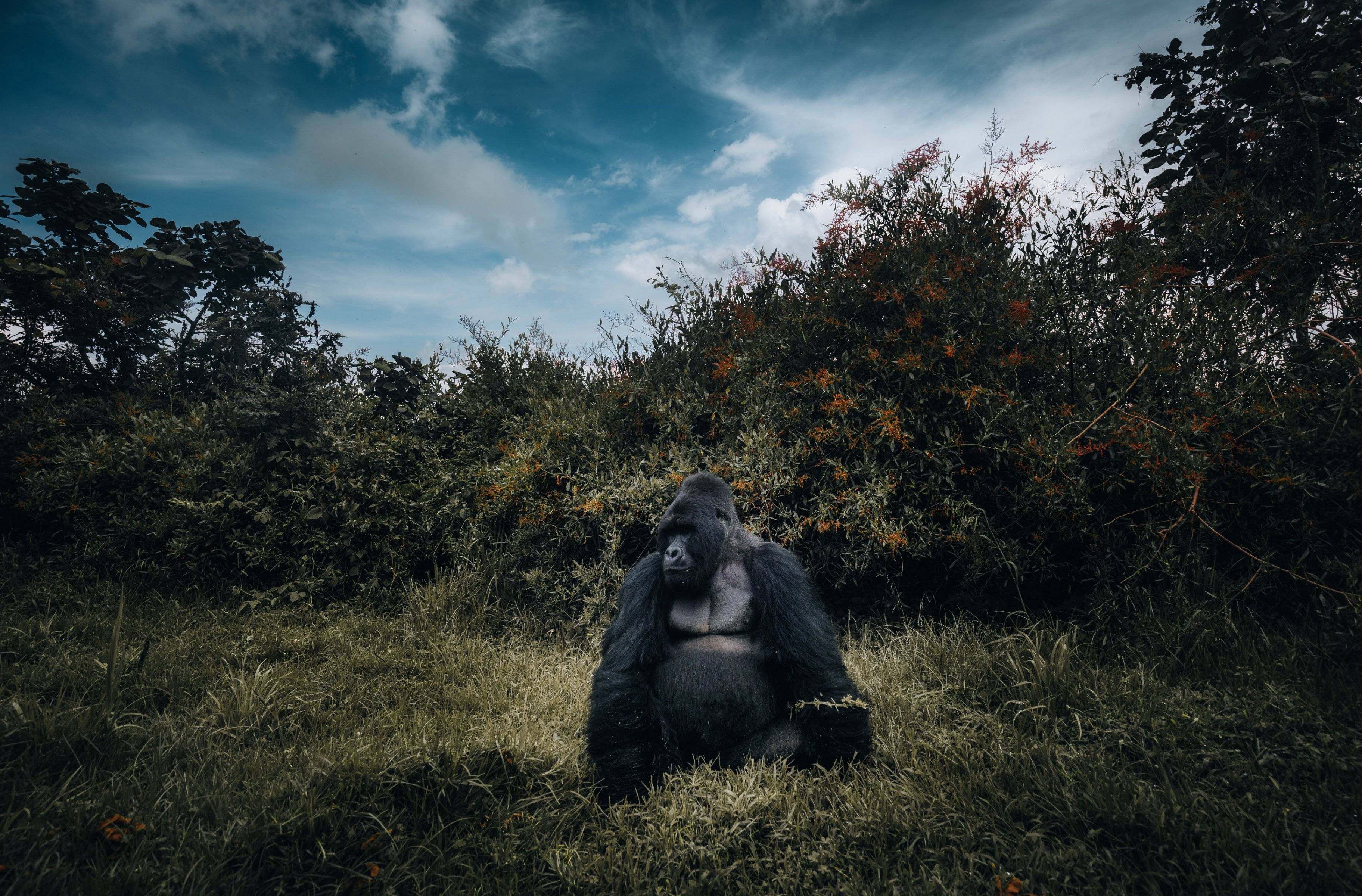 Trekking dei gorilla e trasferimento al Lake Bunyonyi