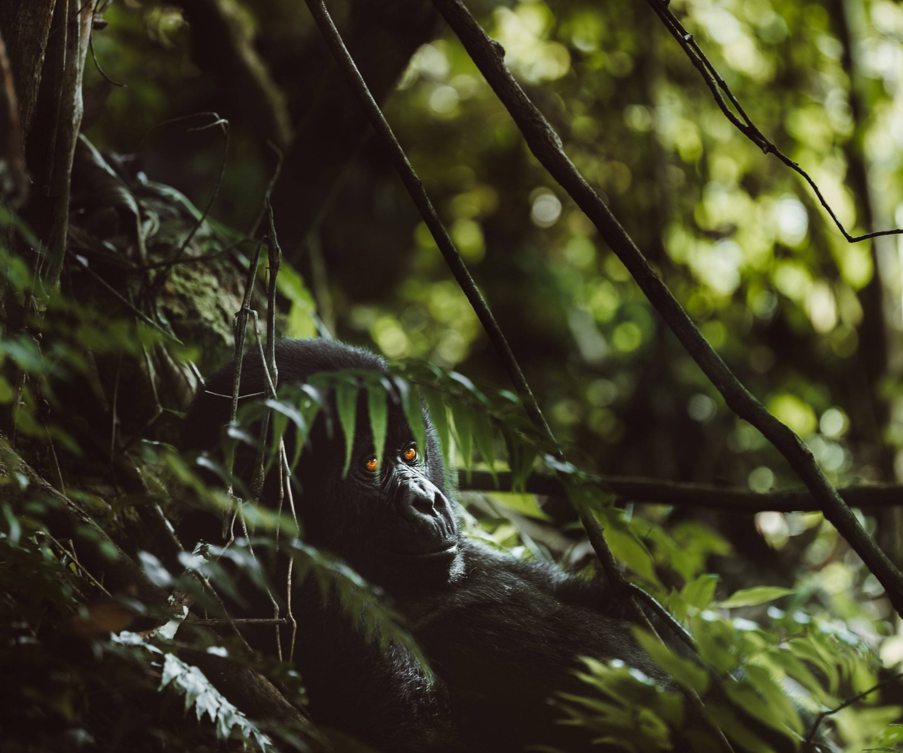 Trekking dei gorilla nella foresta impenetrabile di Bwindi
