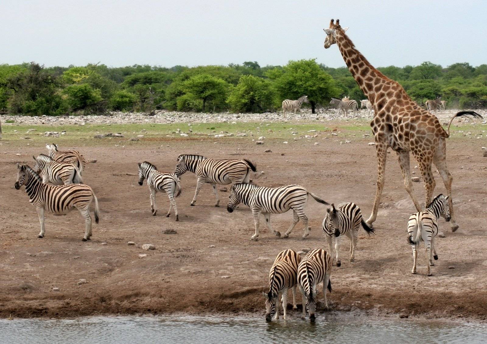 Die Tierwelt des Etosha-Nationalparks 