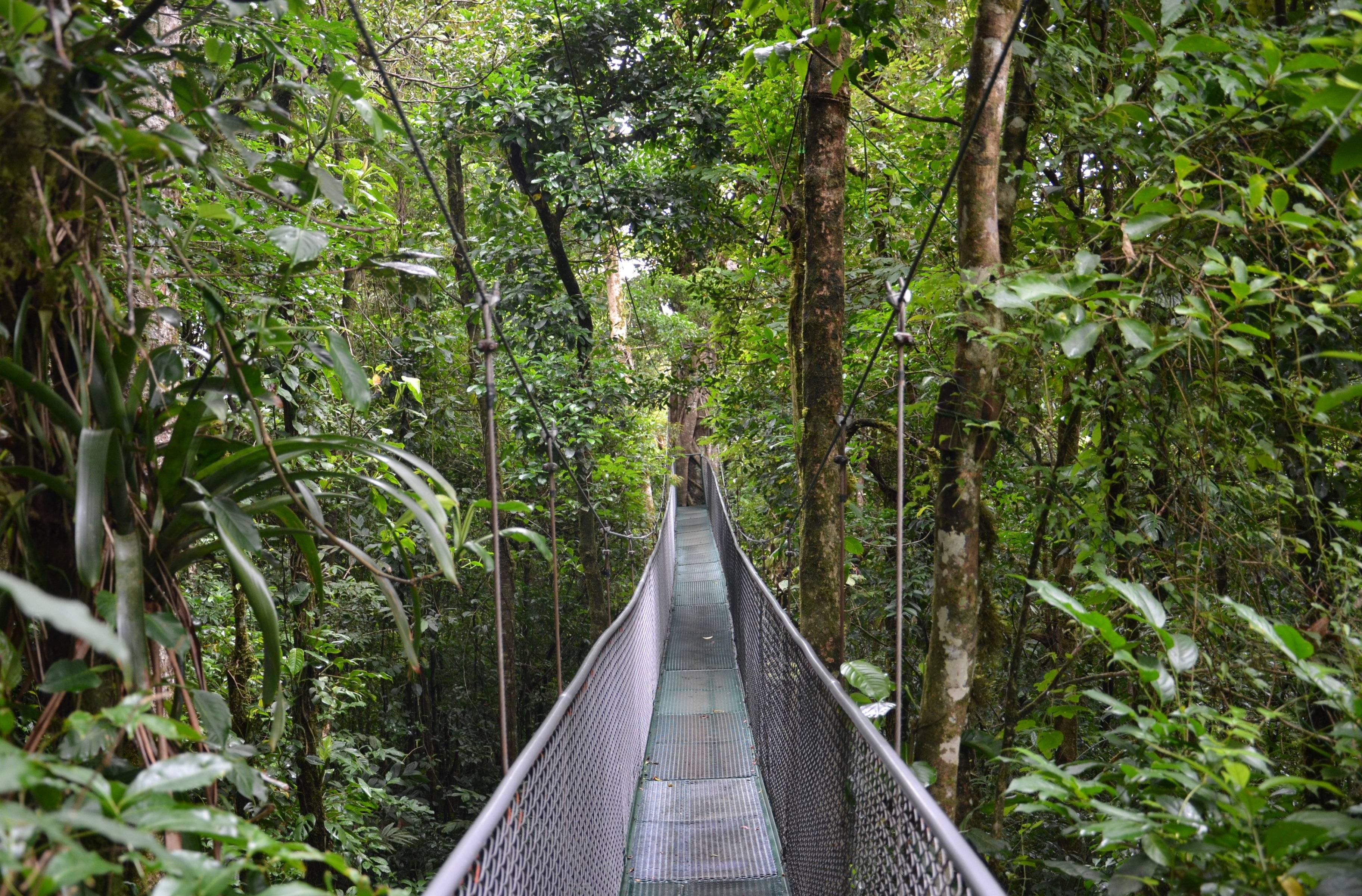 Hängebrücken und Canopy – Über den Wolken Monteverdes 