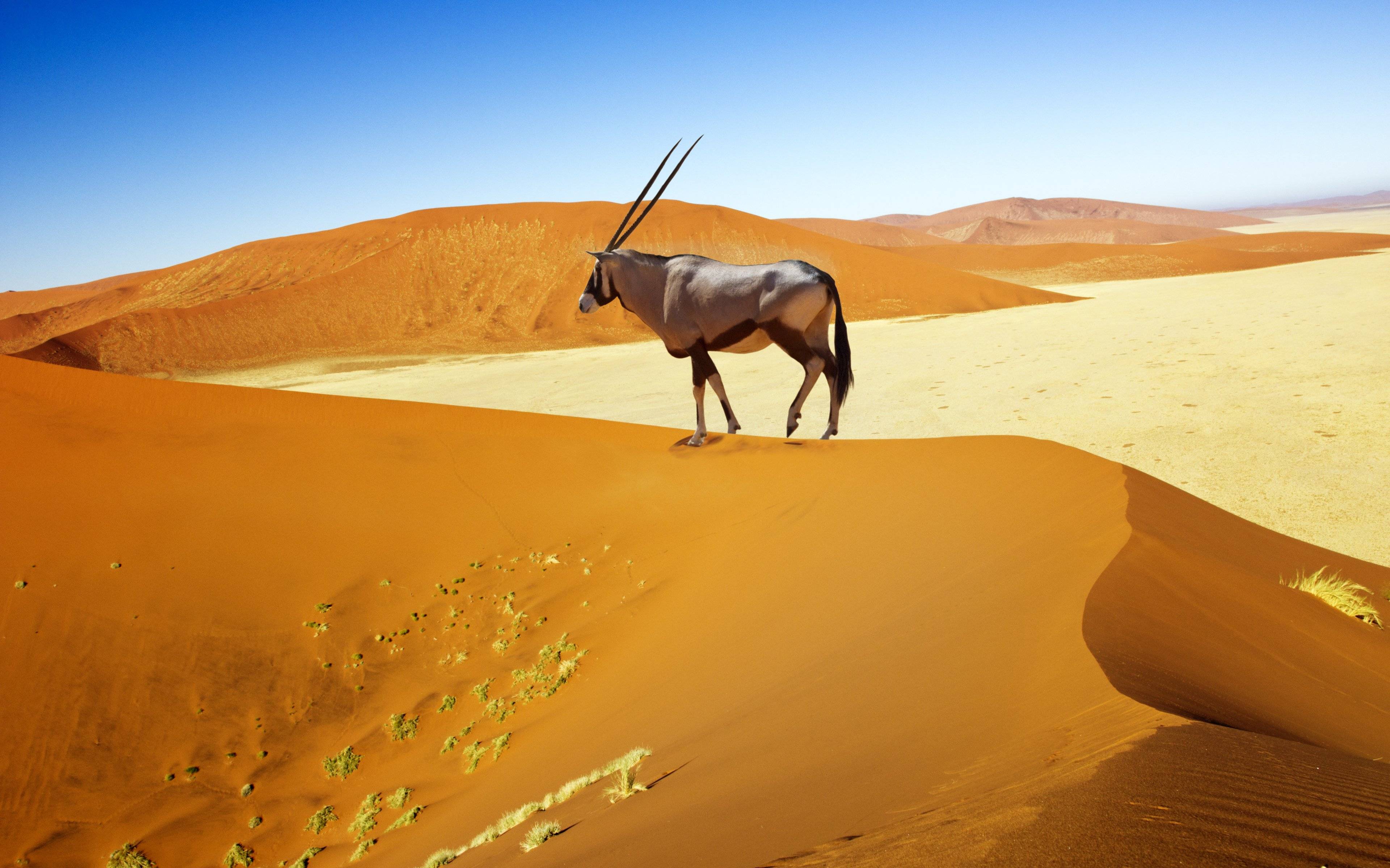 Fahrt in die Namib-Wüste 