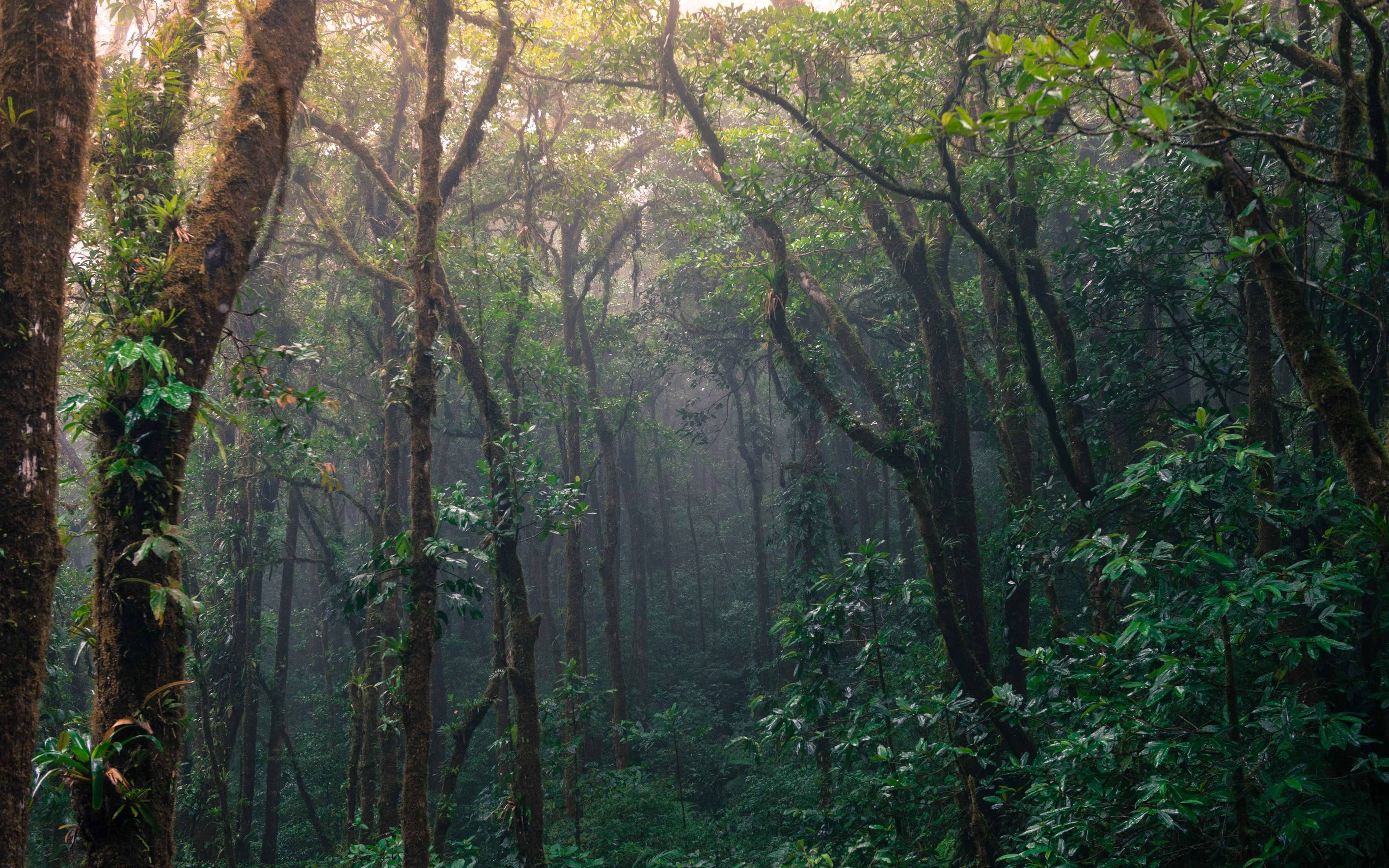 Weiterfahrt in die Nebelwaldregion Monteverde 
