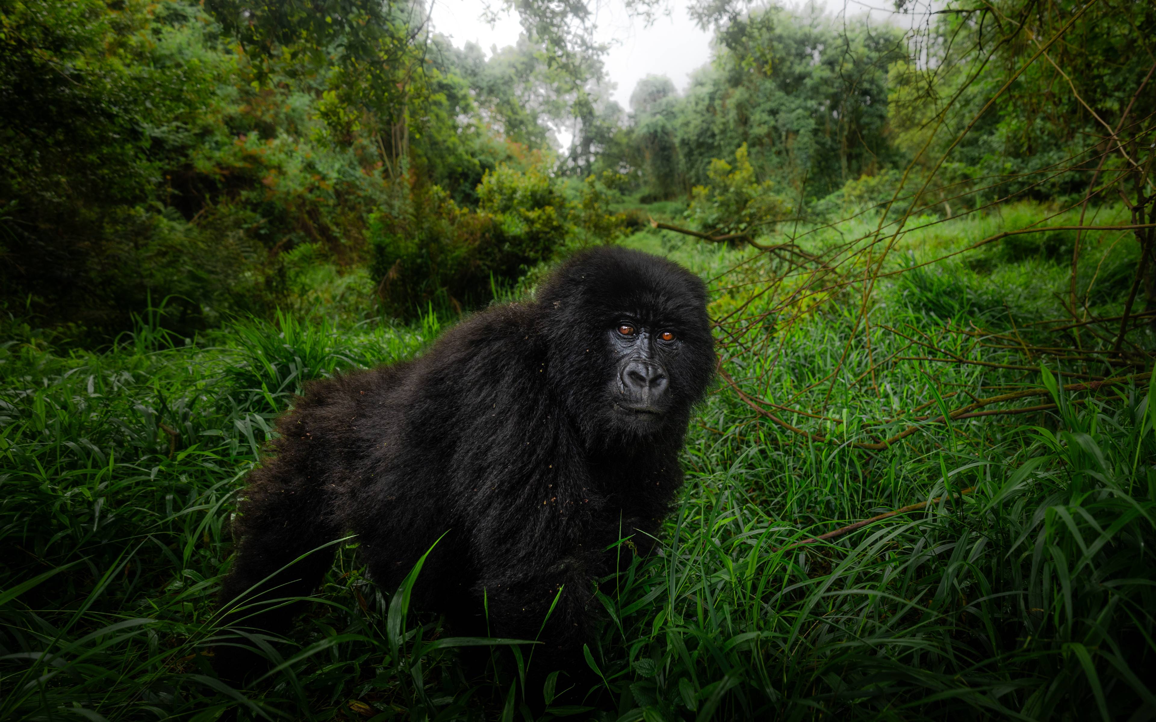 Encuentro con los gorilas en el Parque Nacional Mgahinga