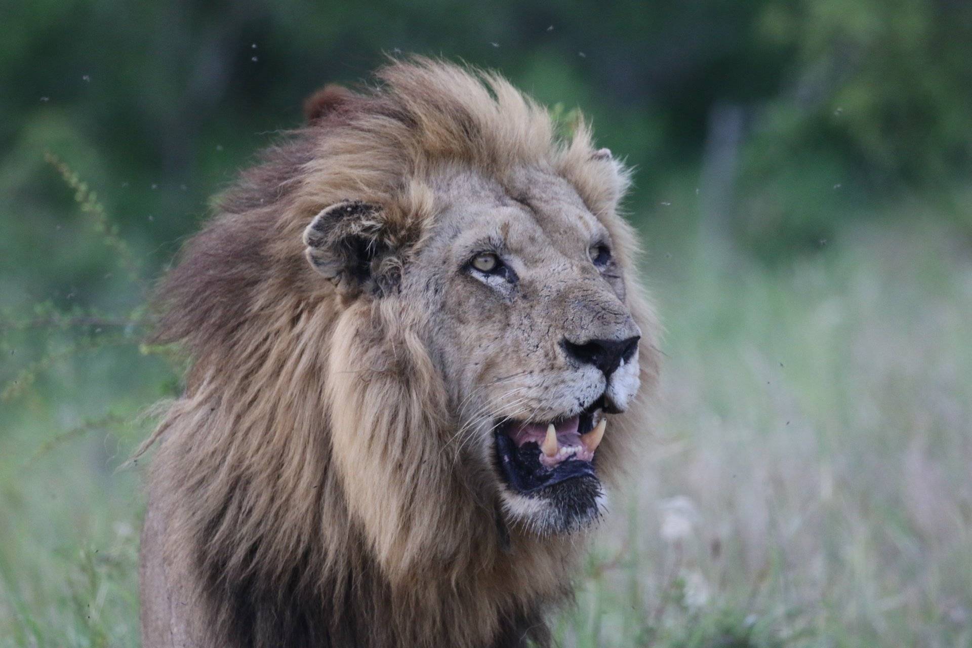 Indimenticabili safari al Parco Nazionale Kruger