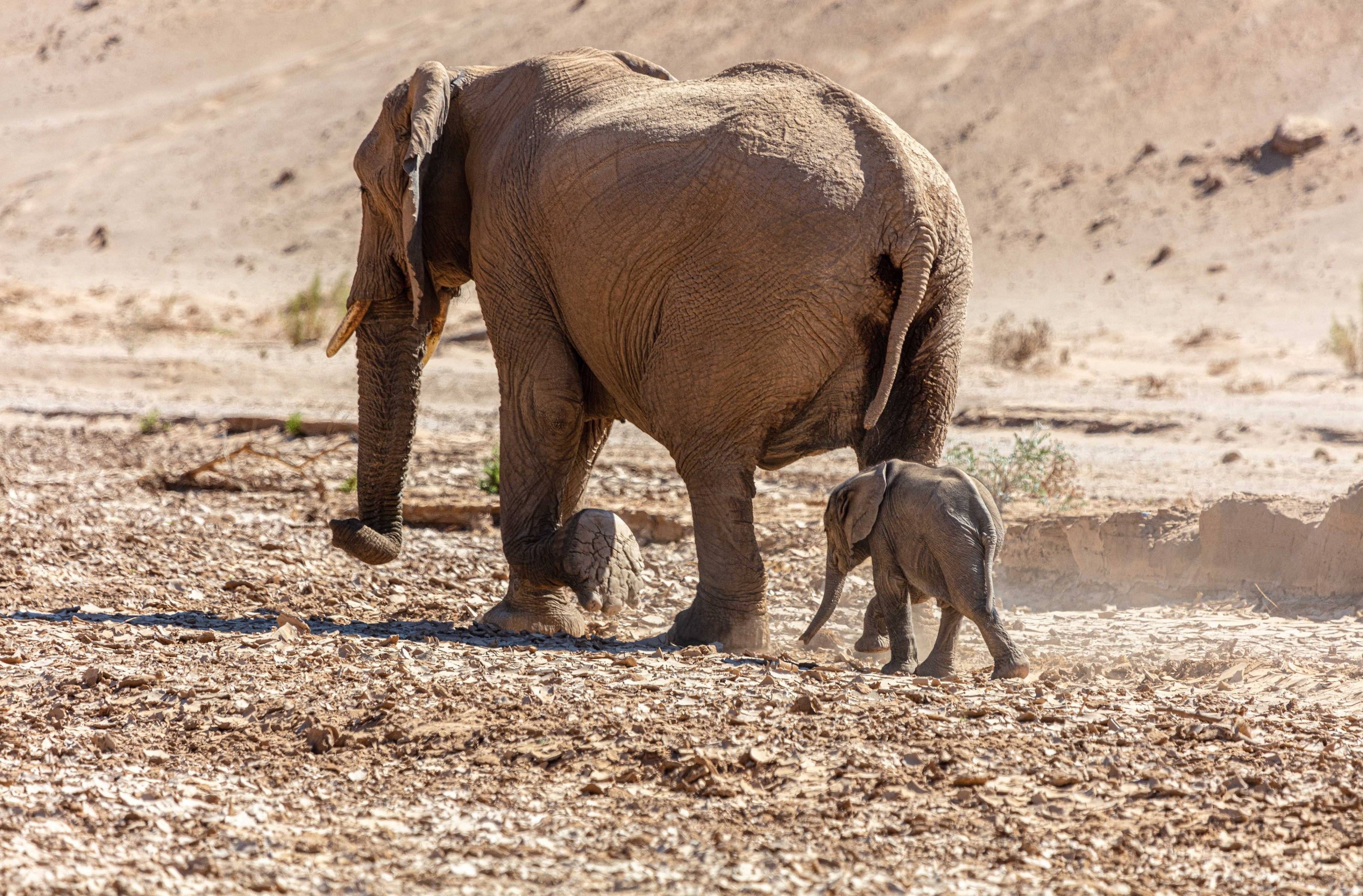 Auf der Suche nach Wüstenelefanten im faszinierenden Damaraland 