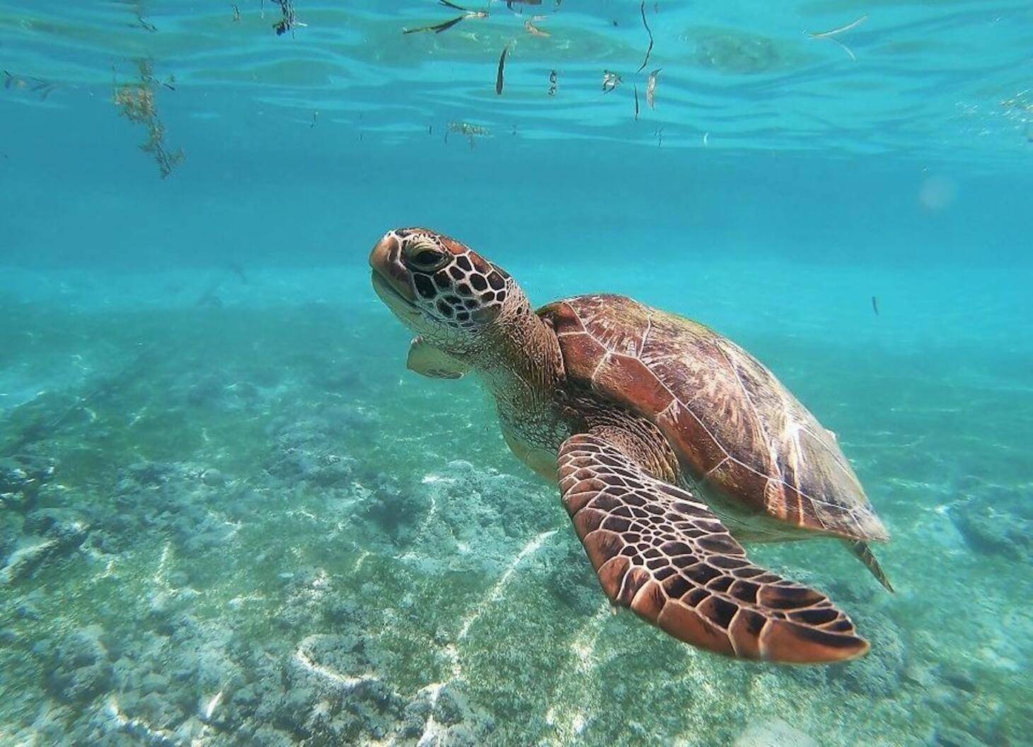 Snorkeling con le tartarughe ad Akumal
