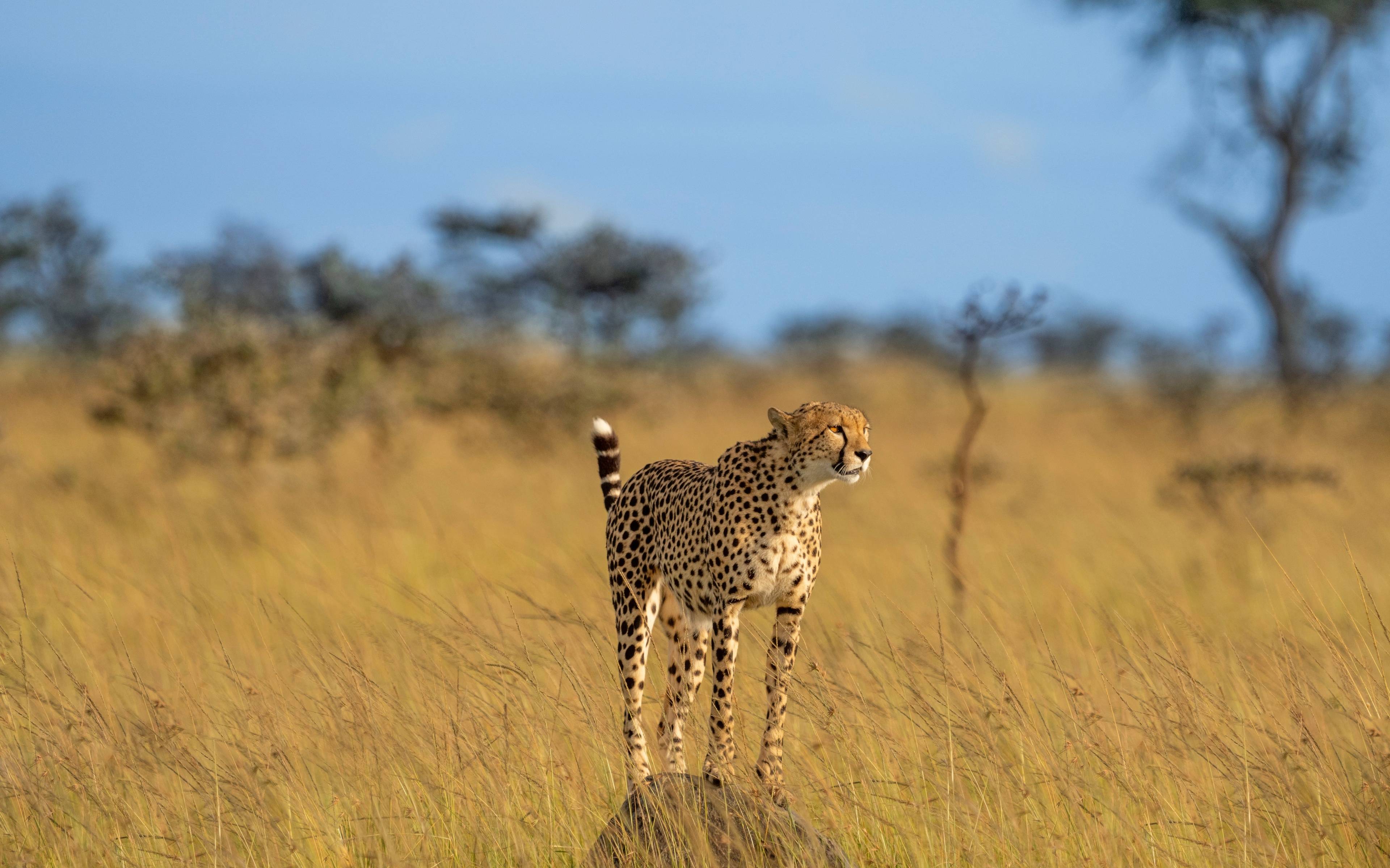 Heimat der Cheetahs