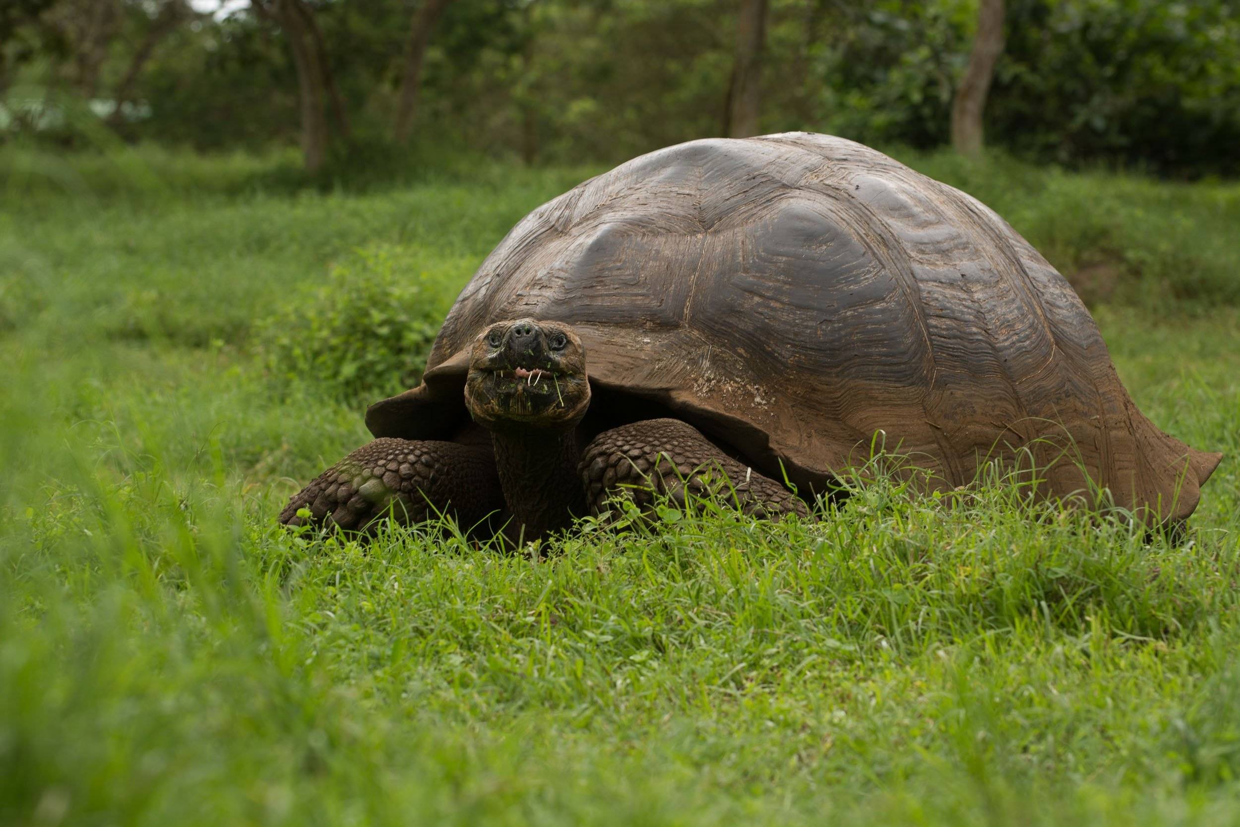 Reuzenschildpadden in het Charles Darwin Centrum en daarna in hun natuurlijke omgeving