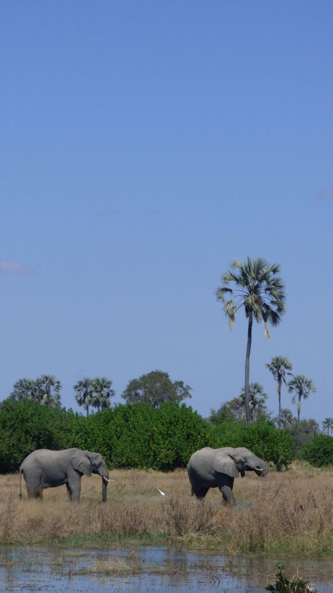 Safari móvil en el Delta del Okavango