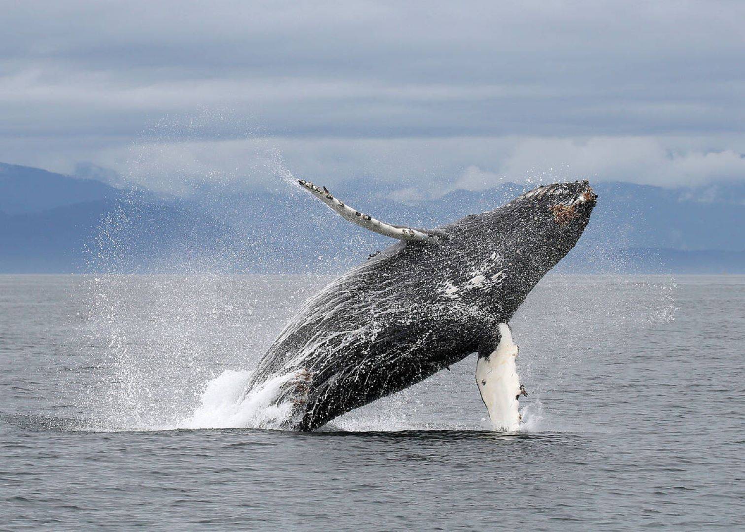 Victoria – Ein Tag zwischen Walen und dem viktorianischen Erbe