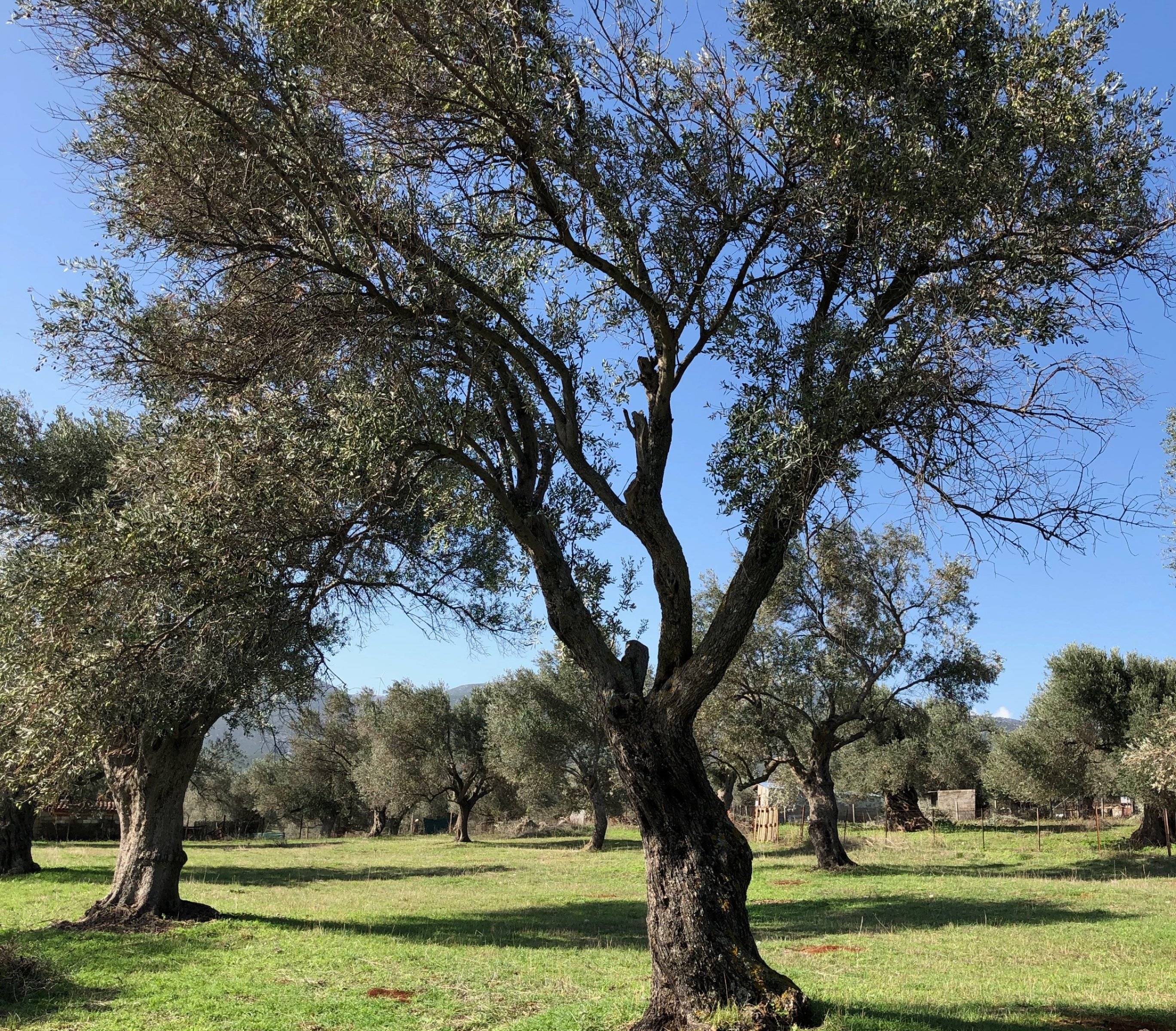 Pasa el día como un local y disfruta de un tour del aceite de oliva en un tradicional olivar griego