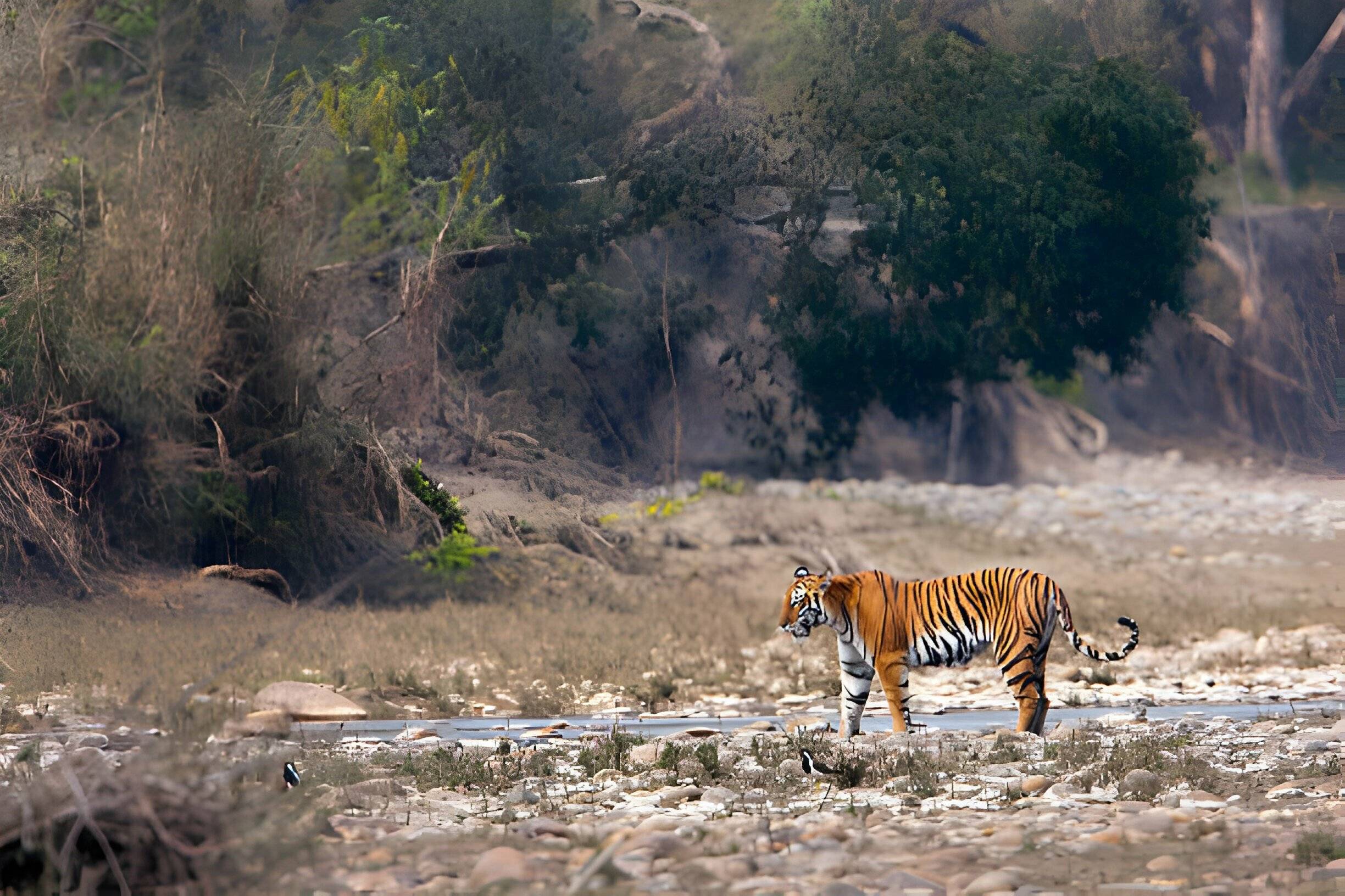 Jungle safari: de Bengaalse tijger volgen