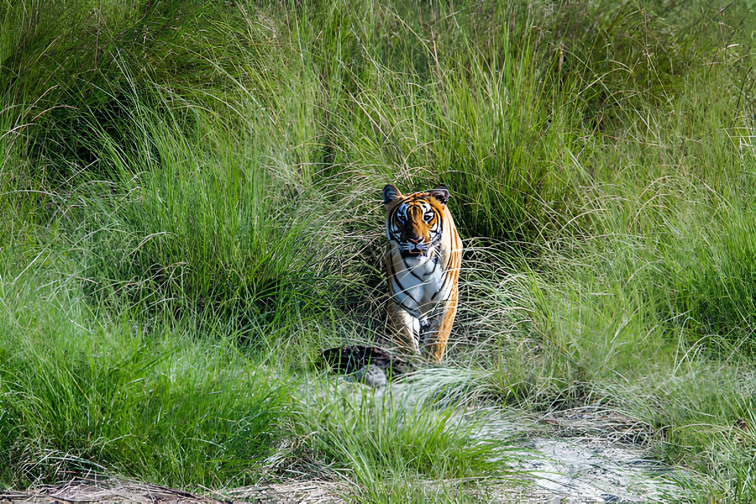 Jungle safari: Bengaalse tijger volgen