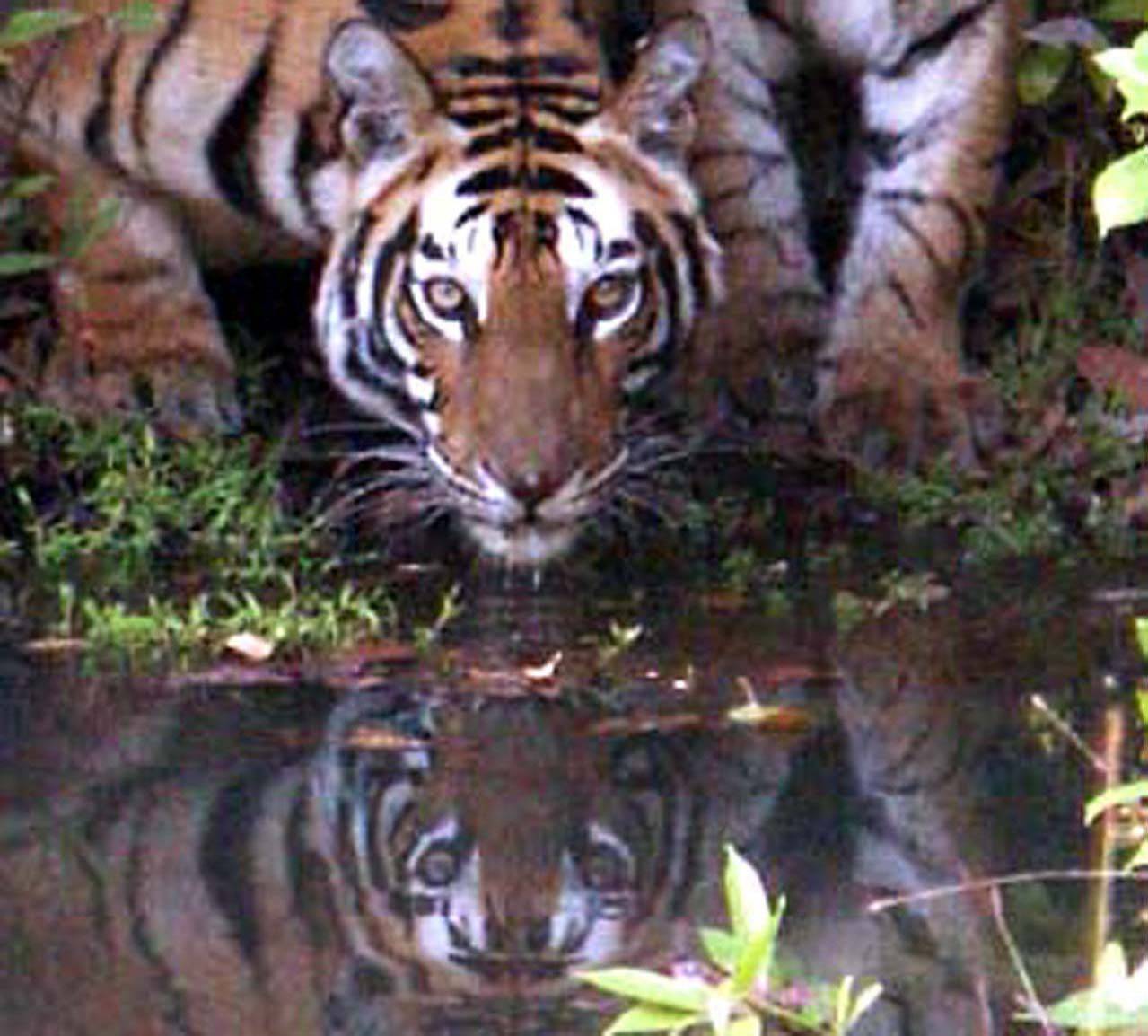 Safari dans la jungle à la rencontre du tigre du Bengale
