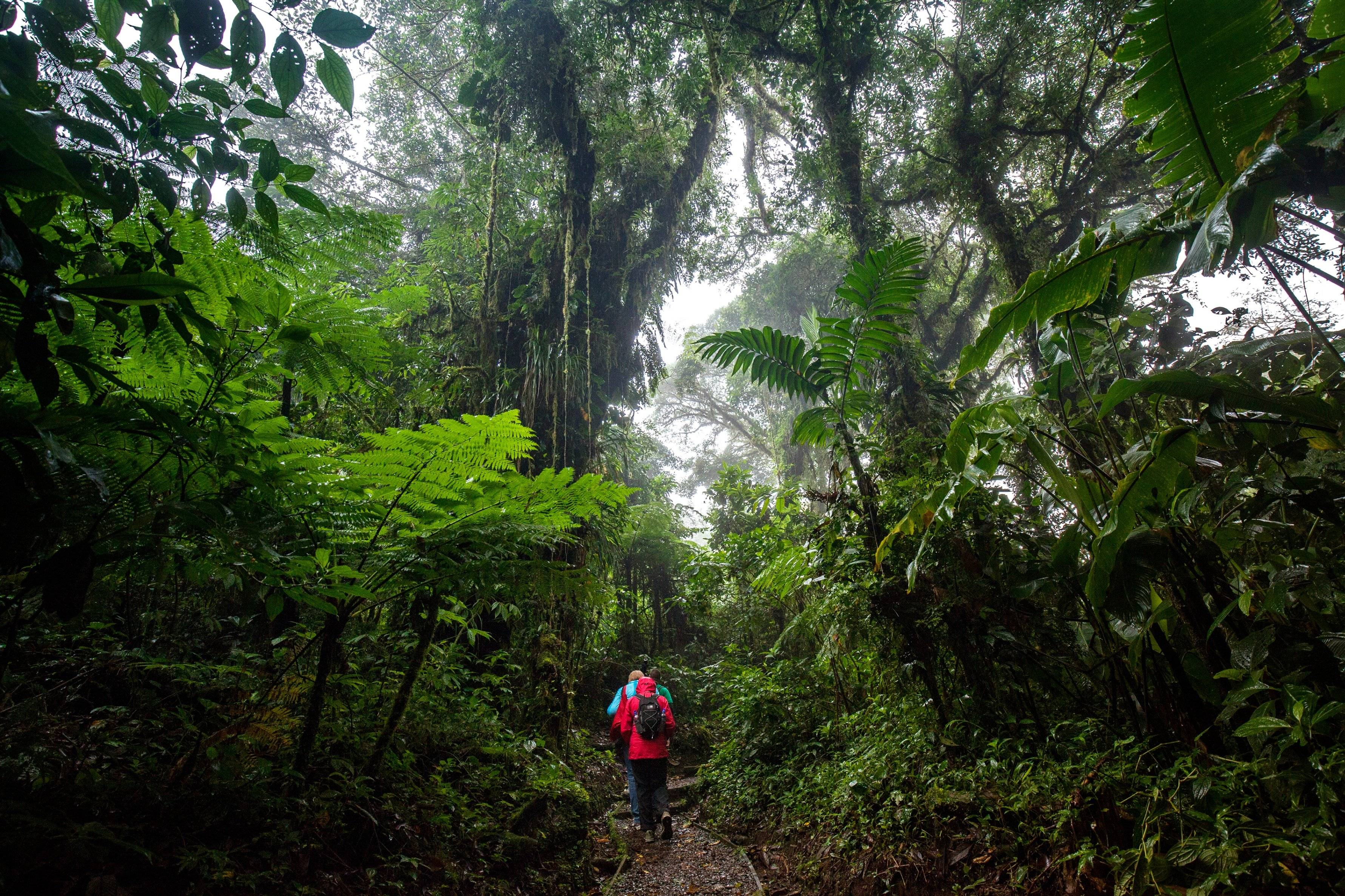 Alla scoperta della Foresta Nebulosa di Monteverde