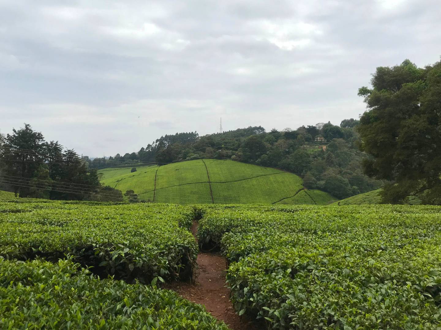 Visita alla piantagione di tè