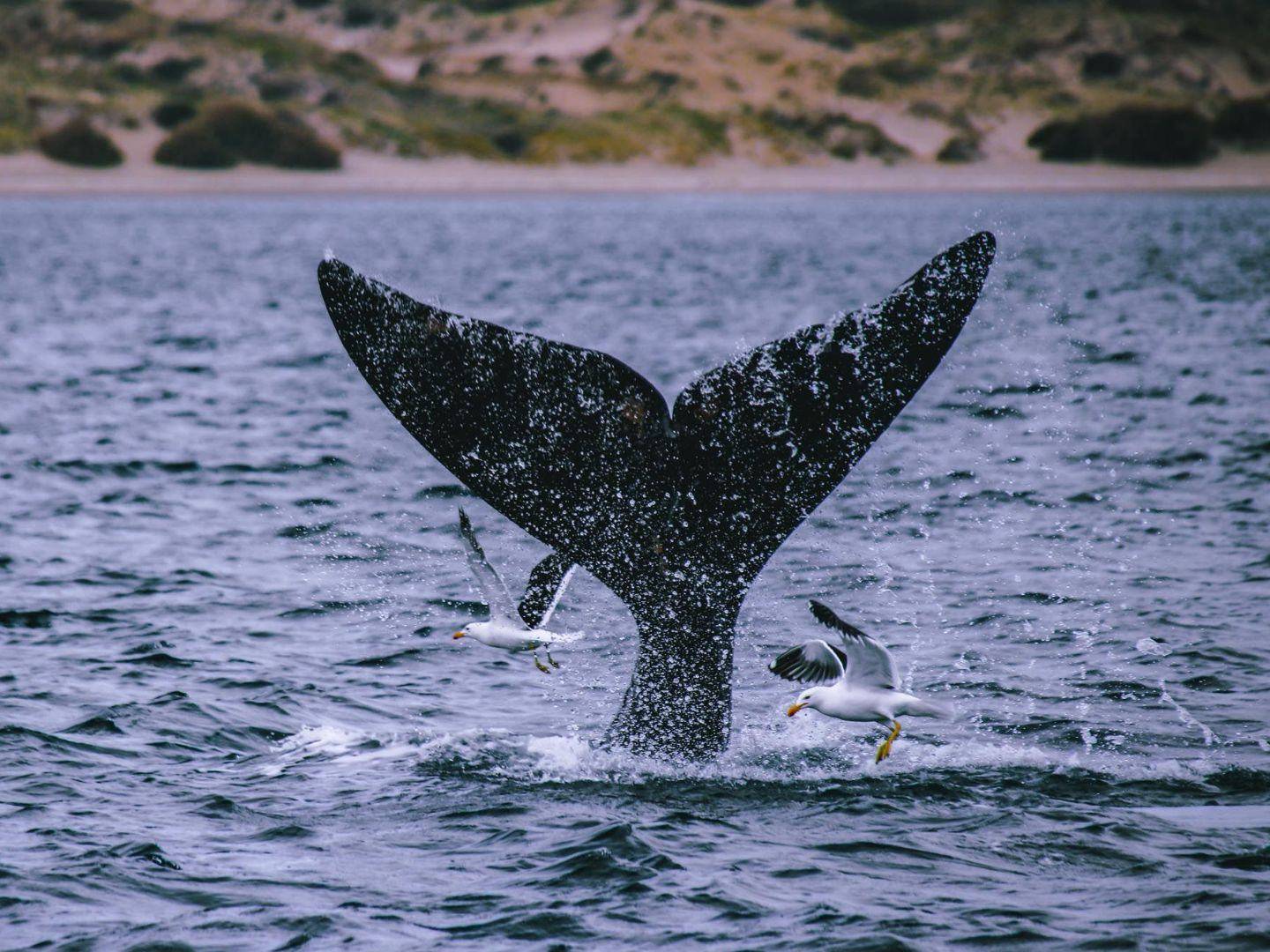 Observation des baleines à la Péninsule Valdés