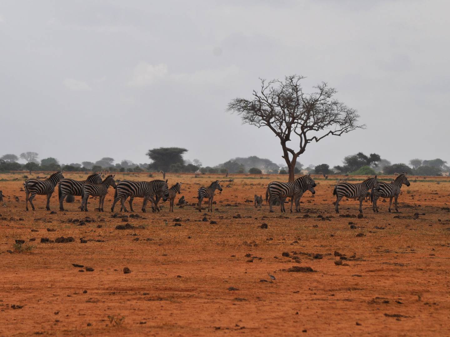 Safari allo Tsavo East
