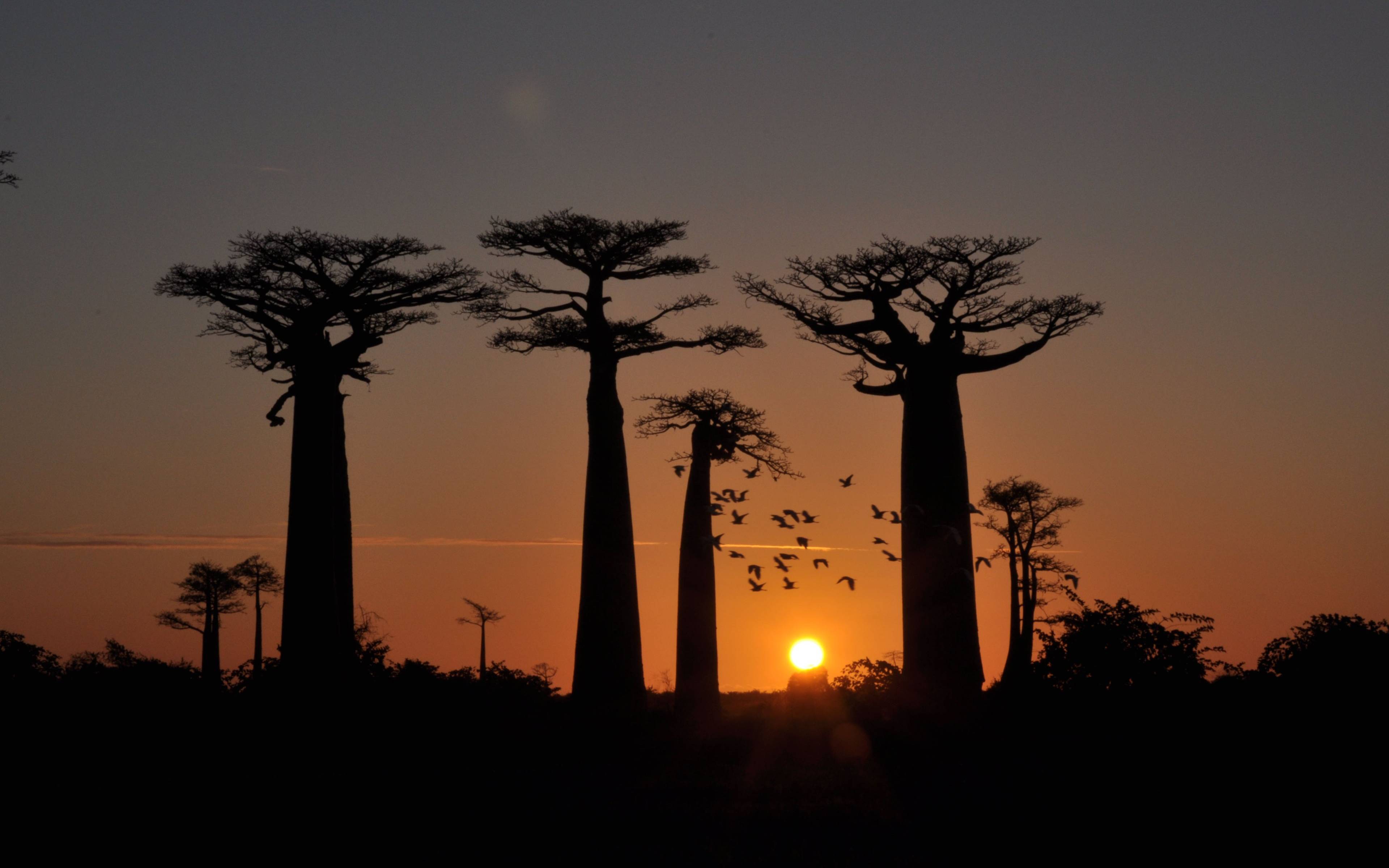 Zonsondergang bij de Avenue of Baobabs