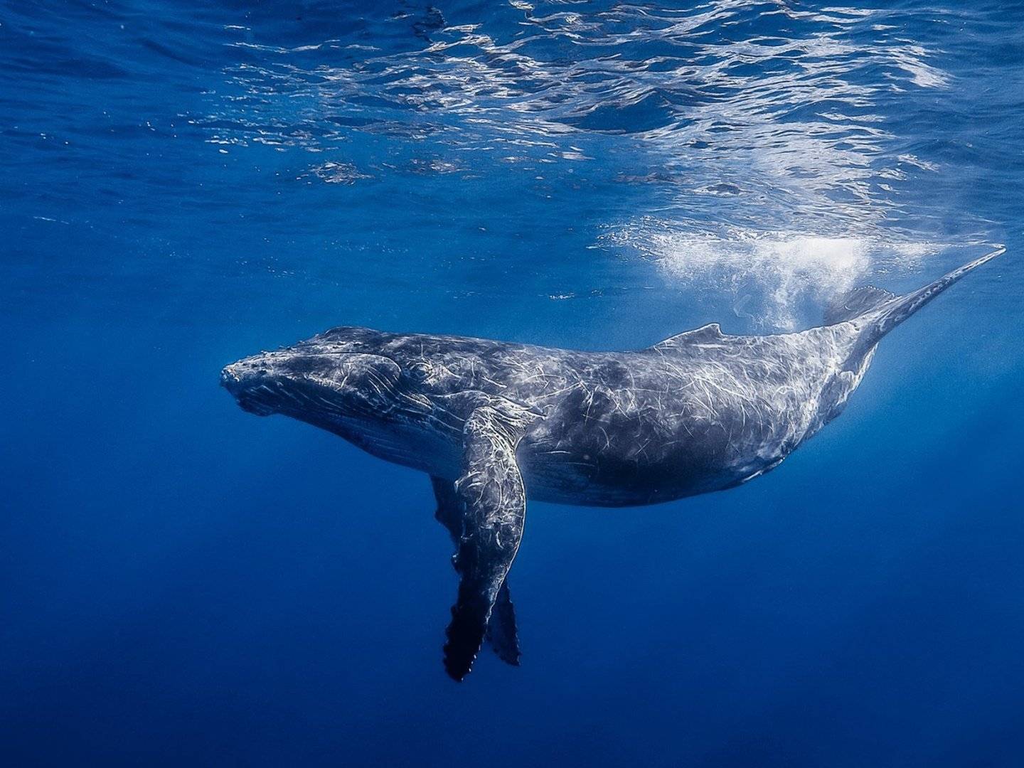 La Pérouse Bay / Observation des baleines