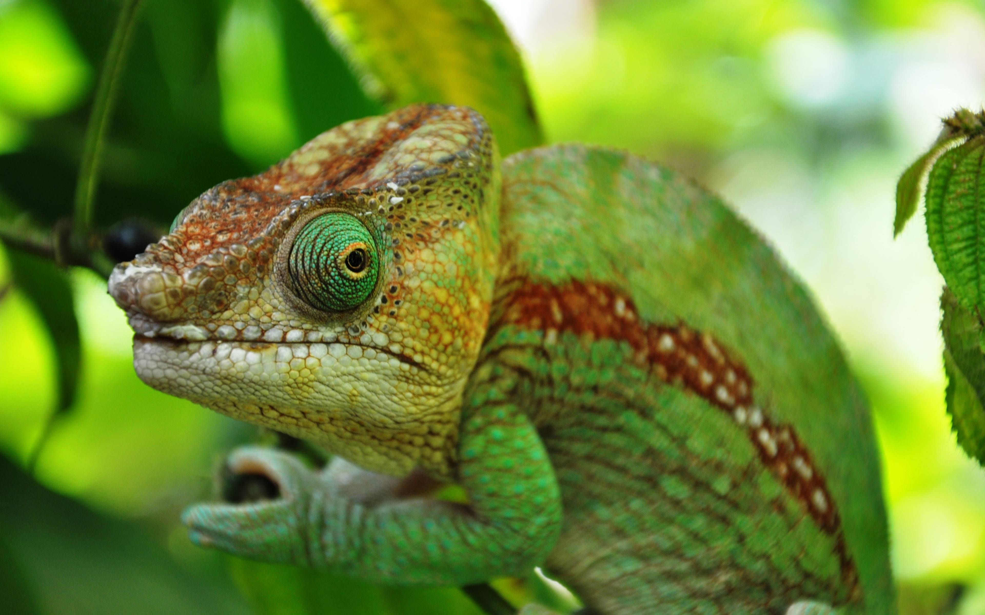 Auf Augenhöhe mit den Reptilien Madagaskars