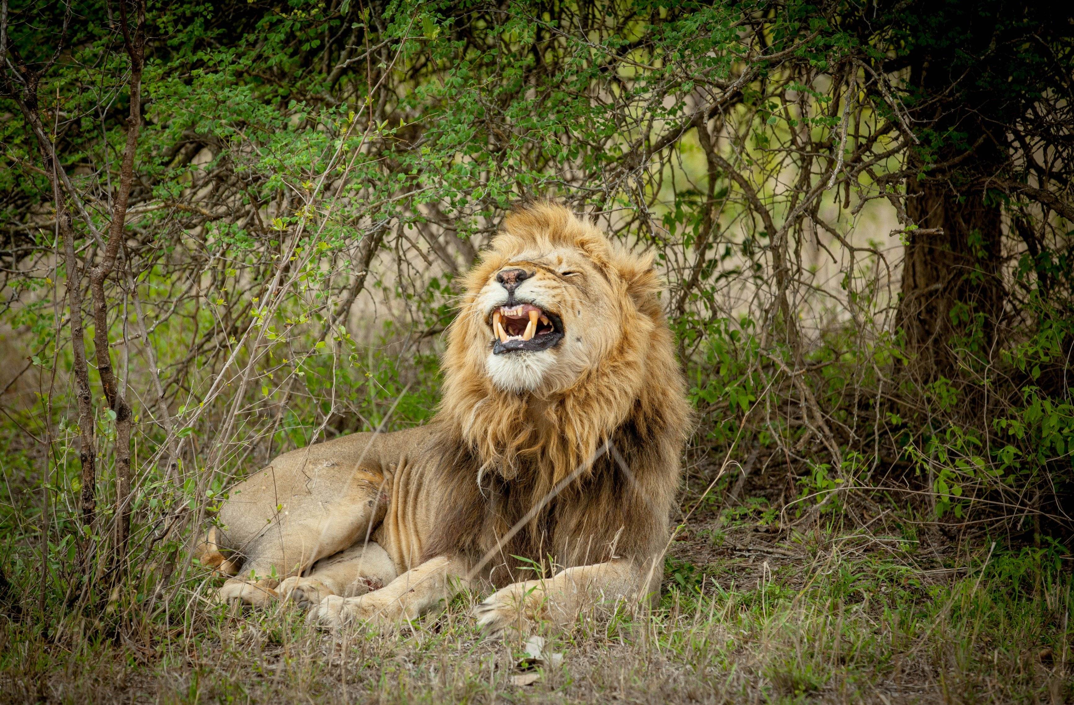 Auf Pirsch im Kruger Nationalpark