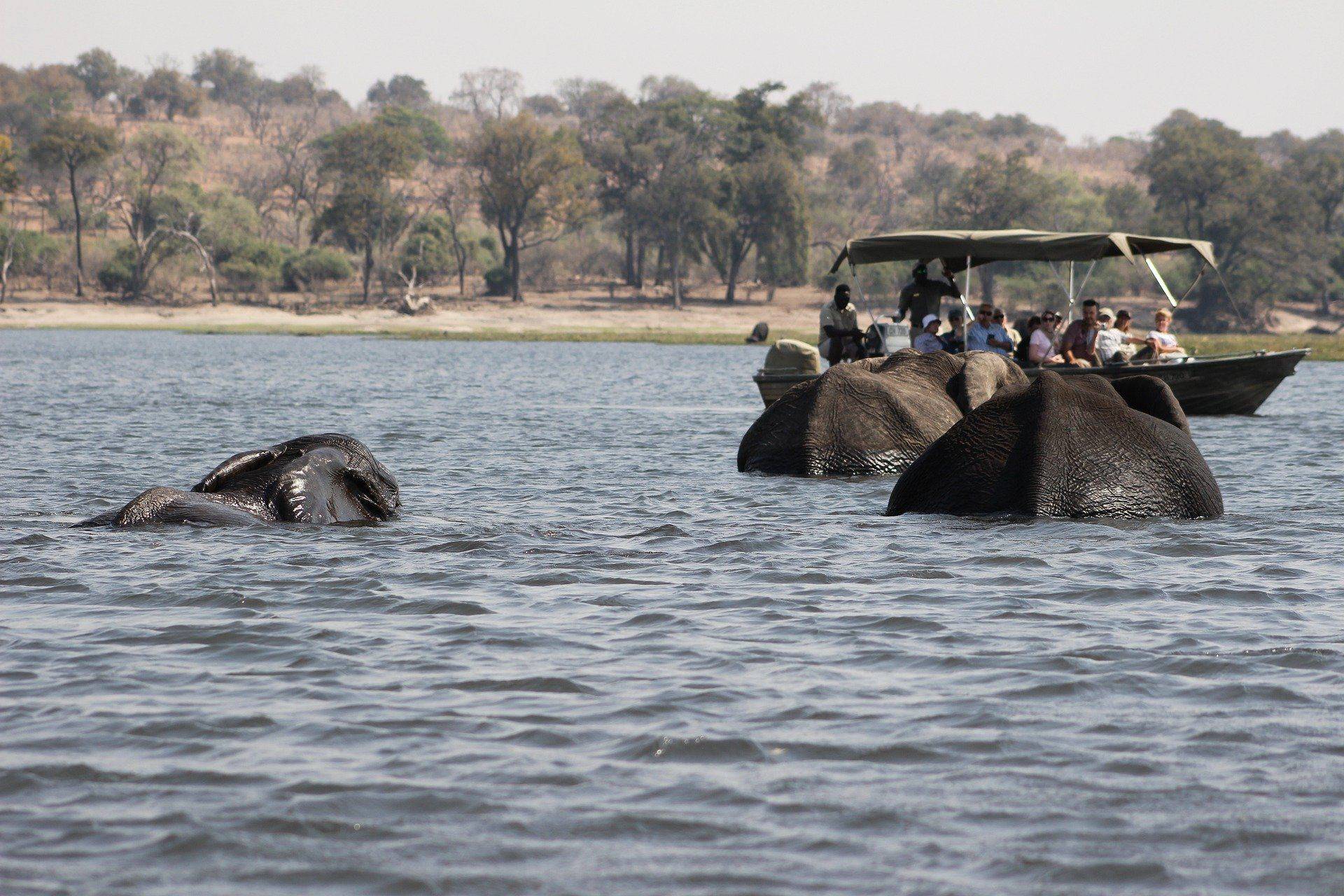 Option : Safari au Parc National de Chobe