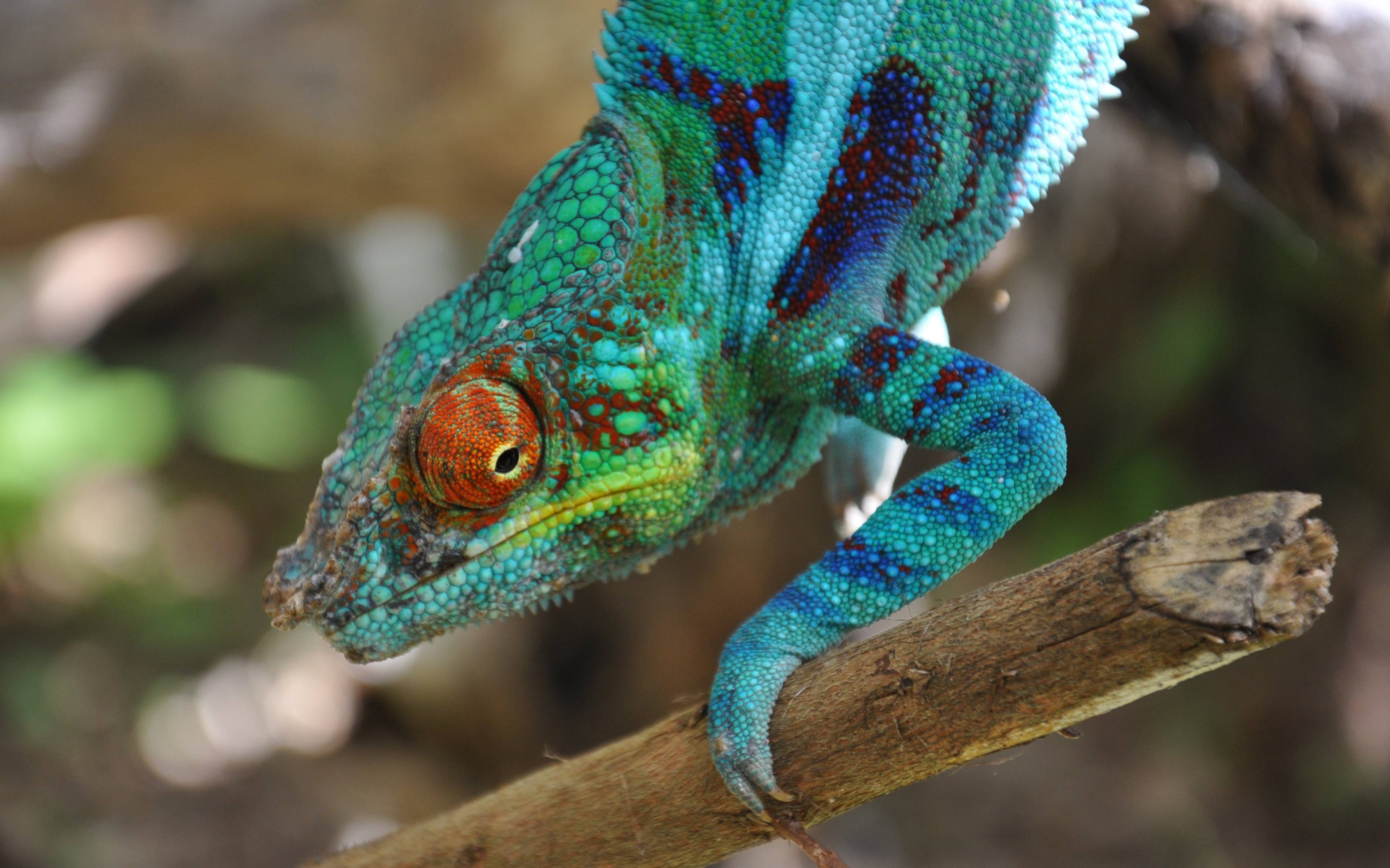 Auf Augenhöhe mit den Reptilien Madagaskars