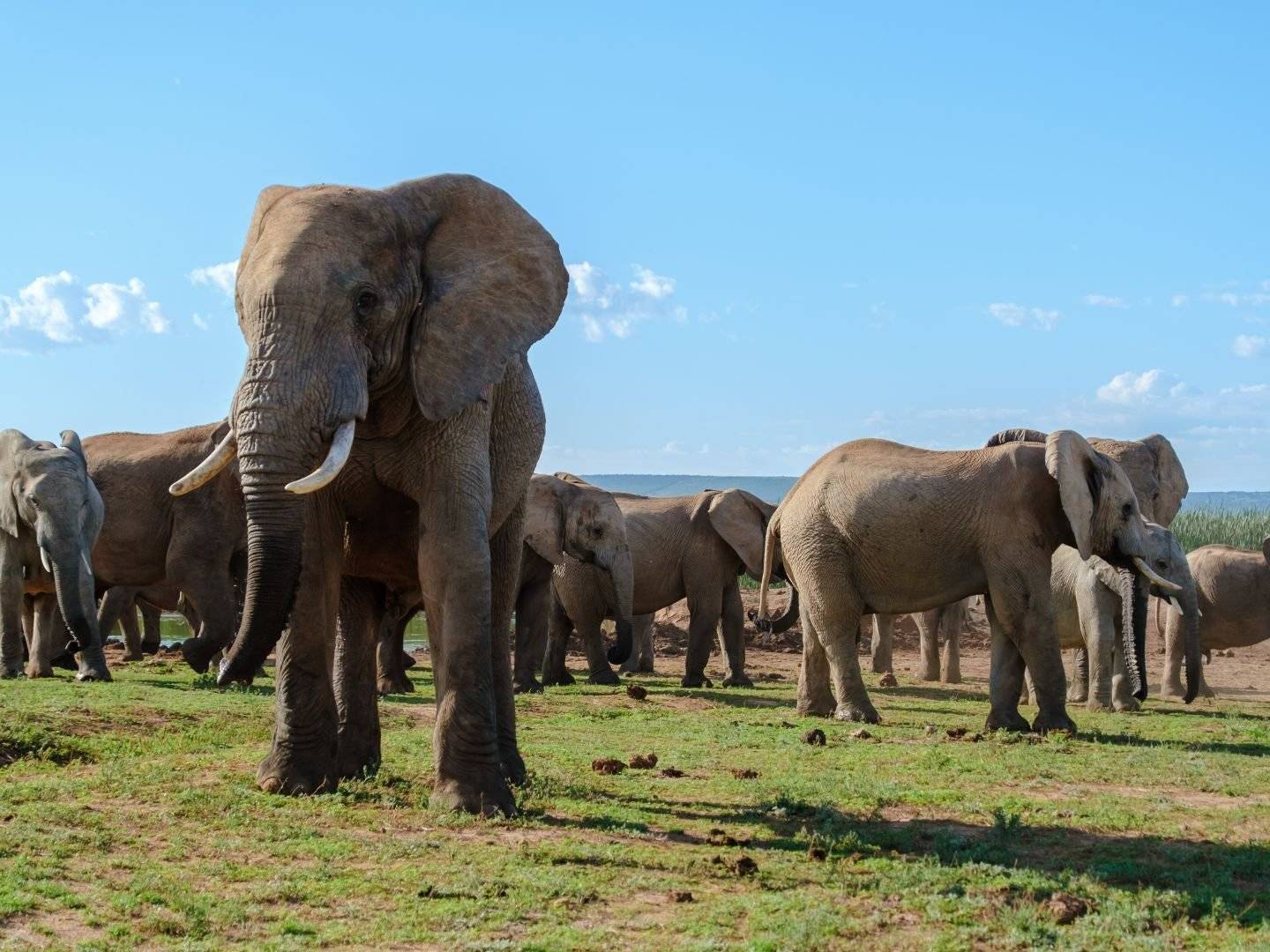 Beenden Sie Ihre Reise im berühmten Addo-Elefanten-Nationalpark