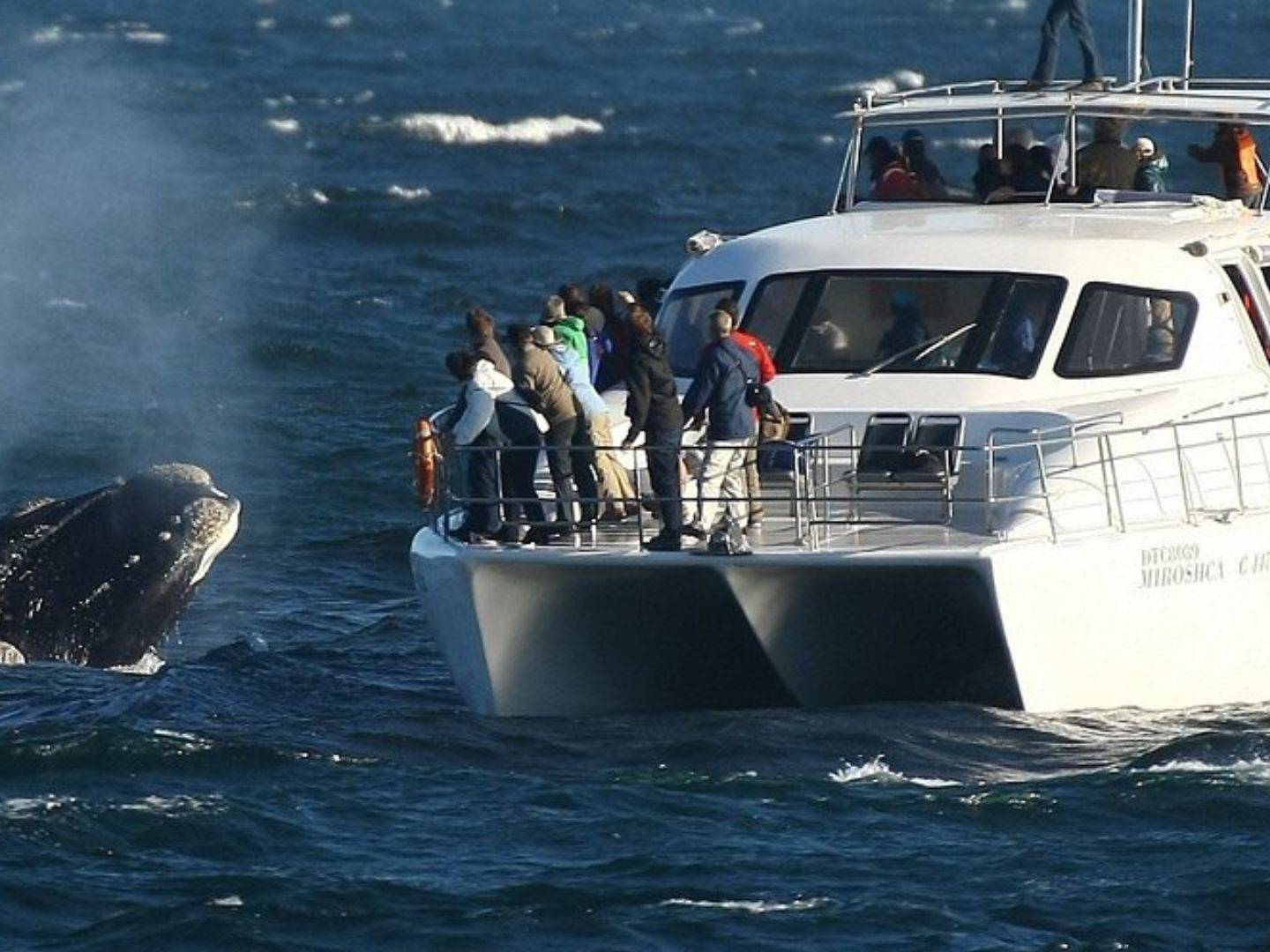 Erleben Sie Wale hautnah auf einer Bootsfahrt