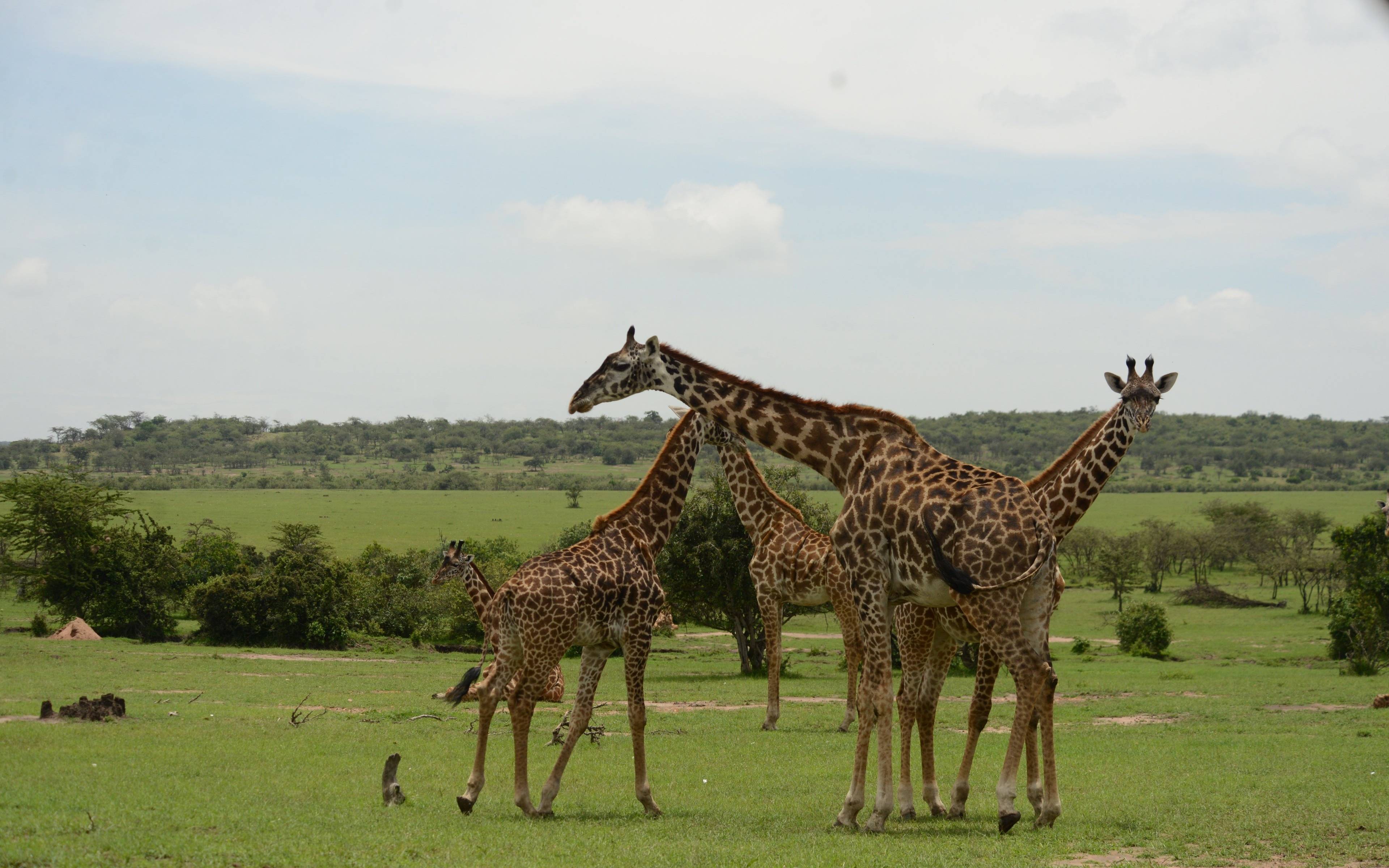 À la rencontre des Girafes