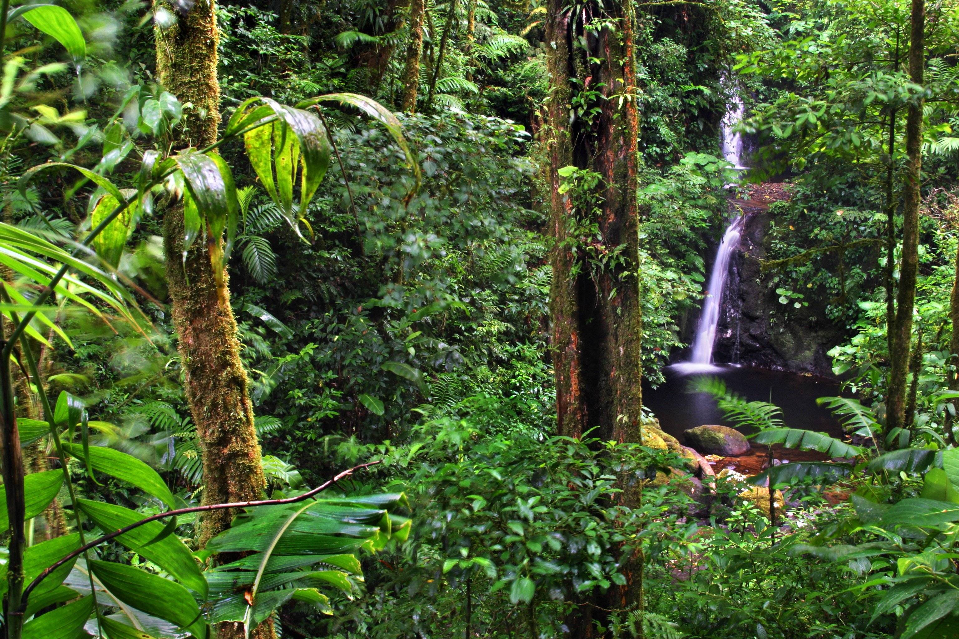 Vom tropischen Strand in den Monteverde-Nebelwald