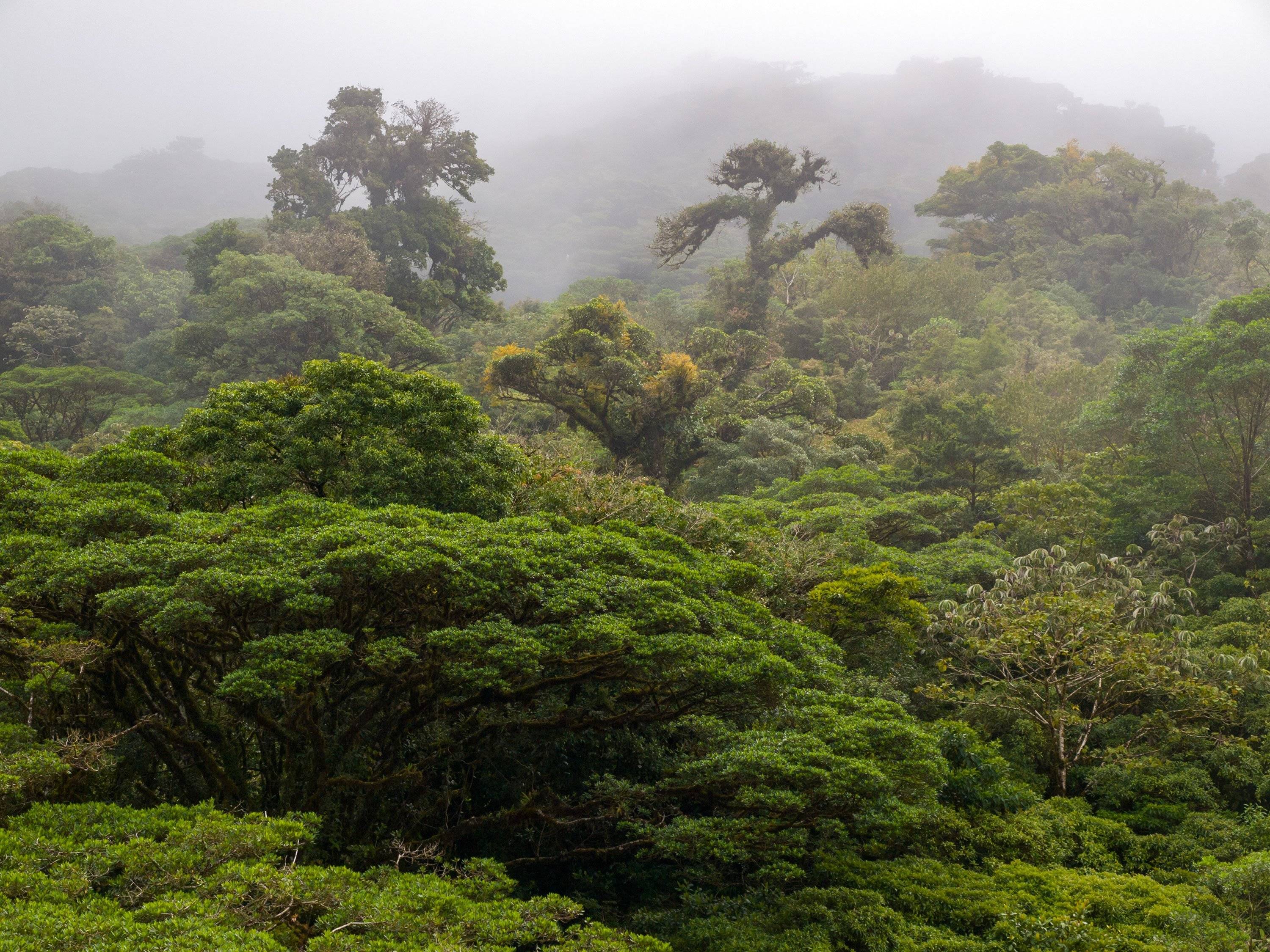 Erkundung des Monteverde-Nebelwalds
