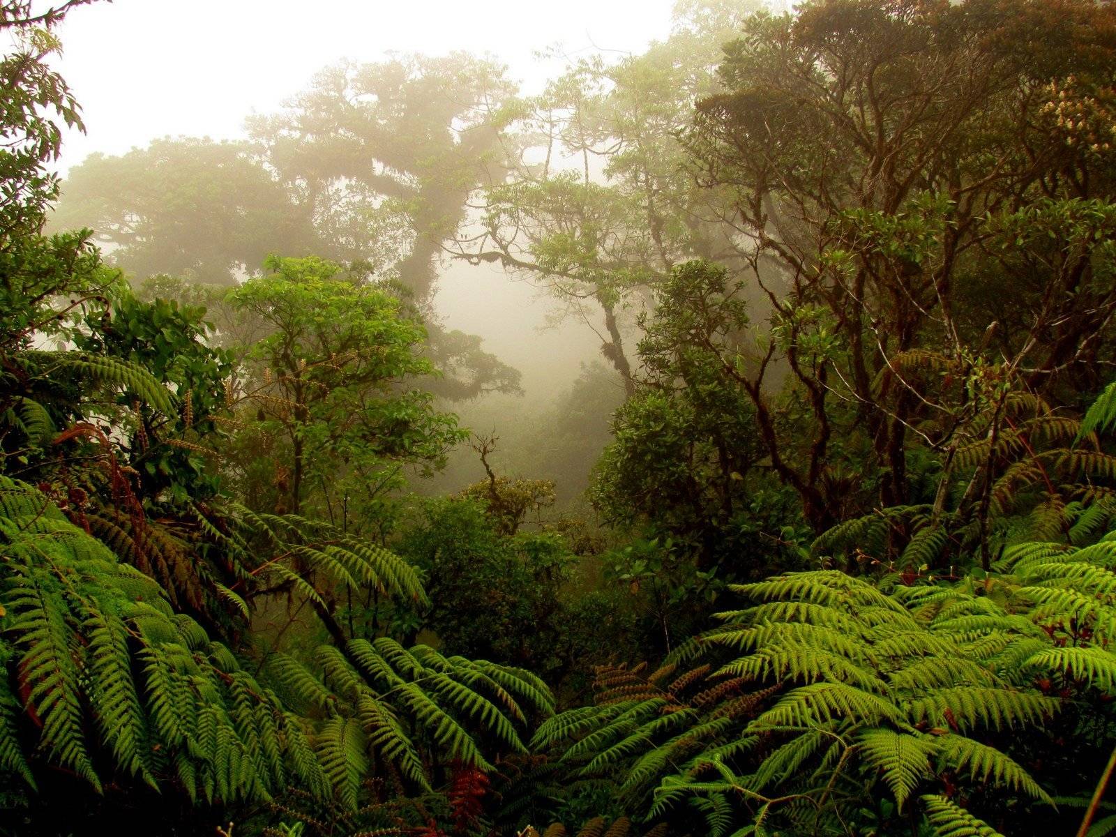 La magia del bosque nuboso