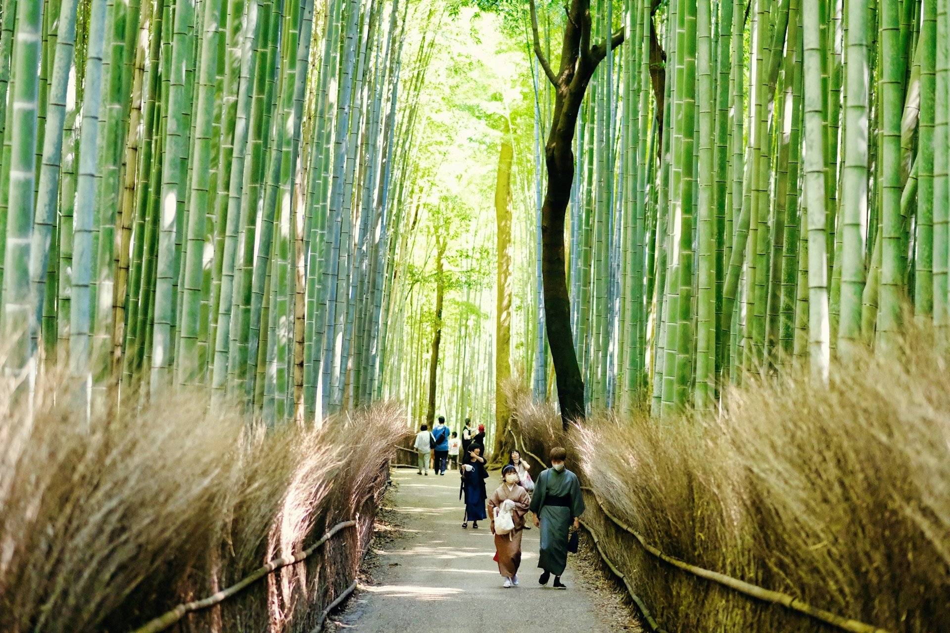 Grüne Natur und antike Architektur in Arashiyama