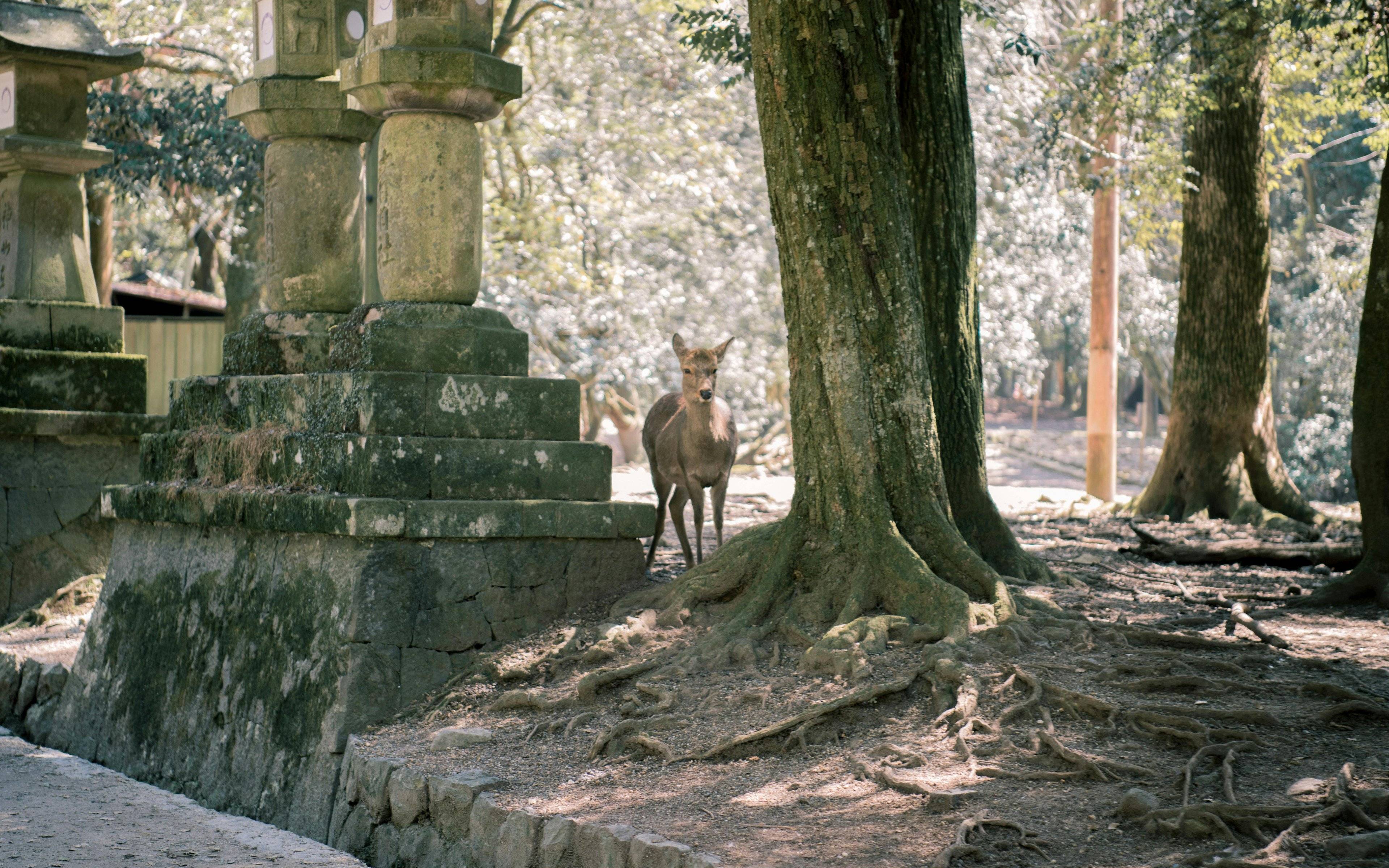 Excursion optionnelle à Nara, première capitale et royaume des cerfs