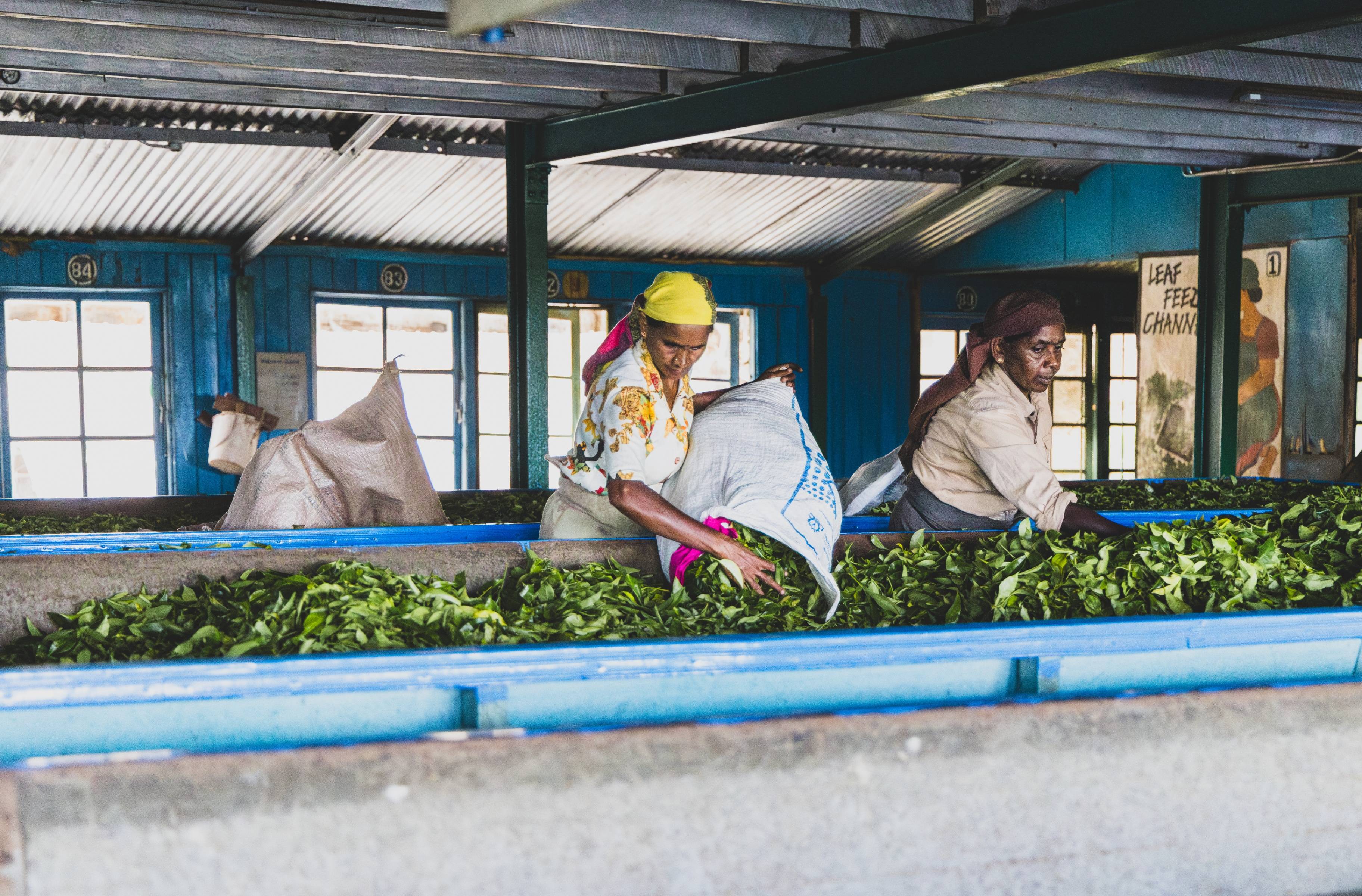 Initiation à la cueillette du thé et voyage en train dans les plantations