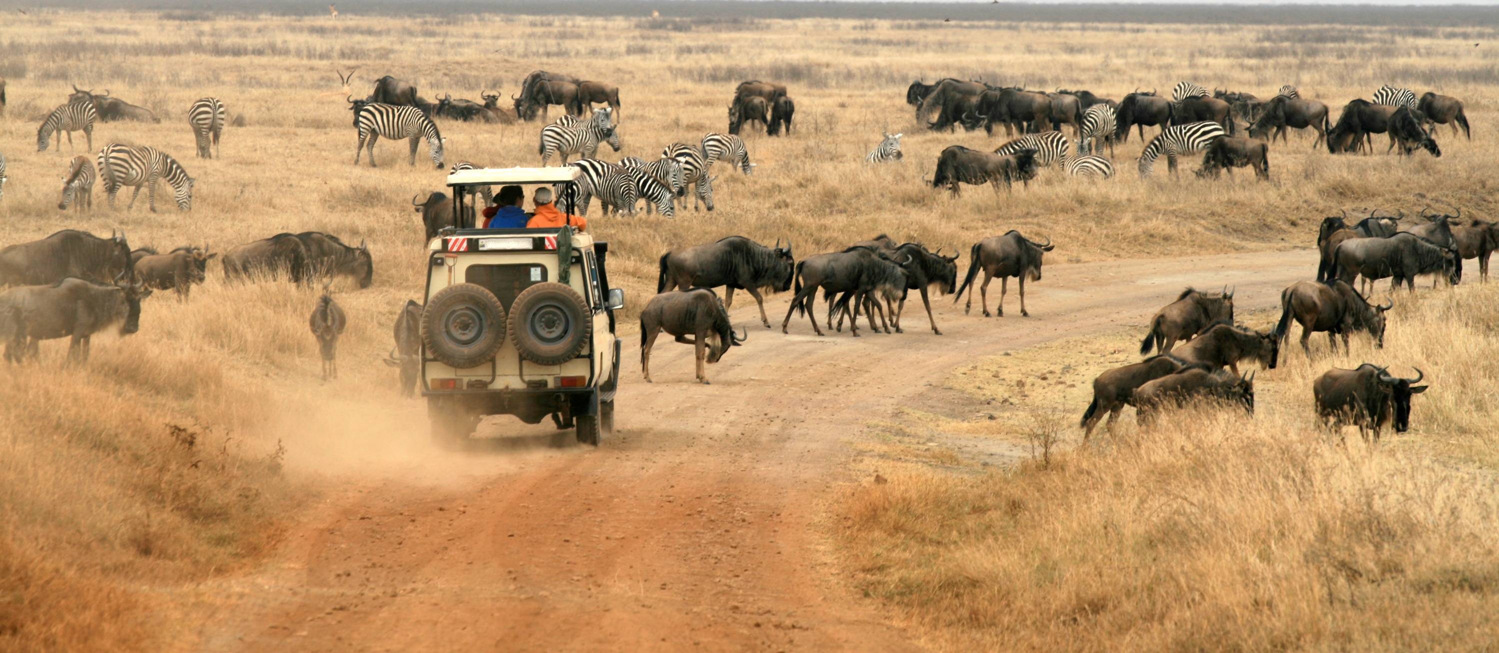 Découverte du parc national du Serengeti
