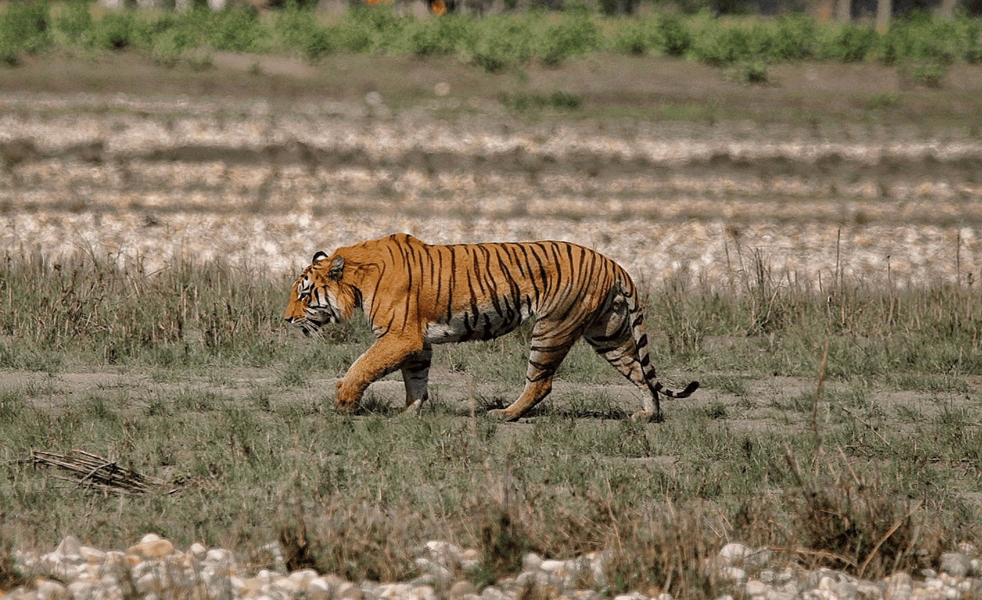 Immersion à Bardiya, le havre des tigres
