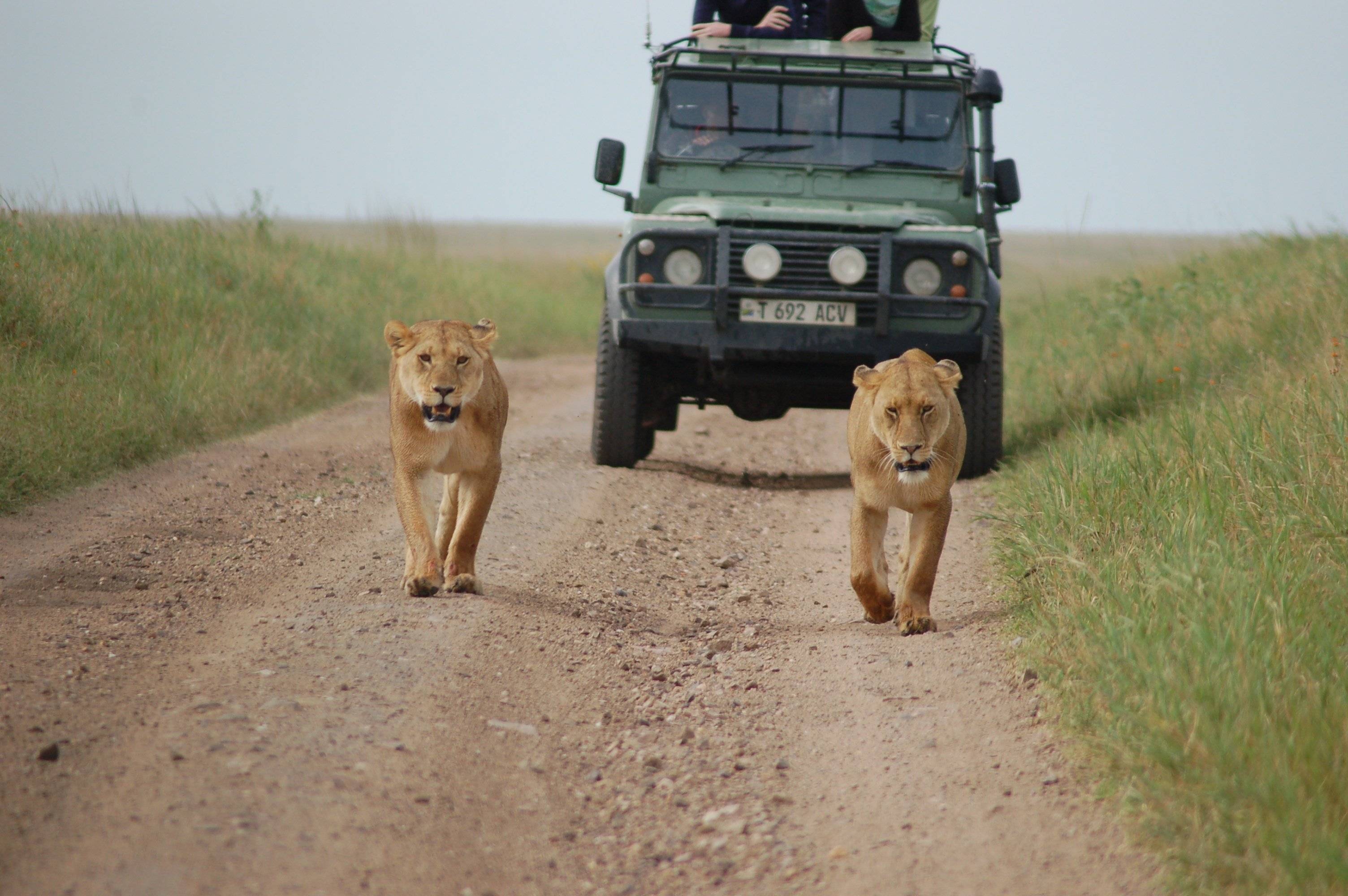 Quand Serengeti rime avec safari