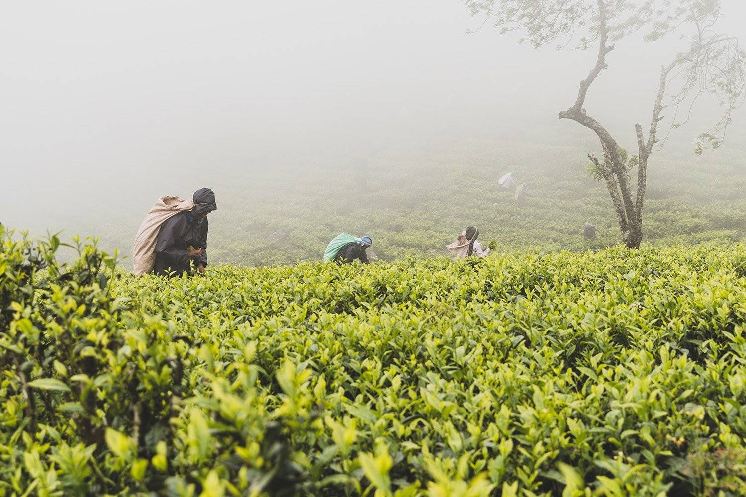 Journée libre au cœur des plantations de thé