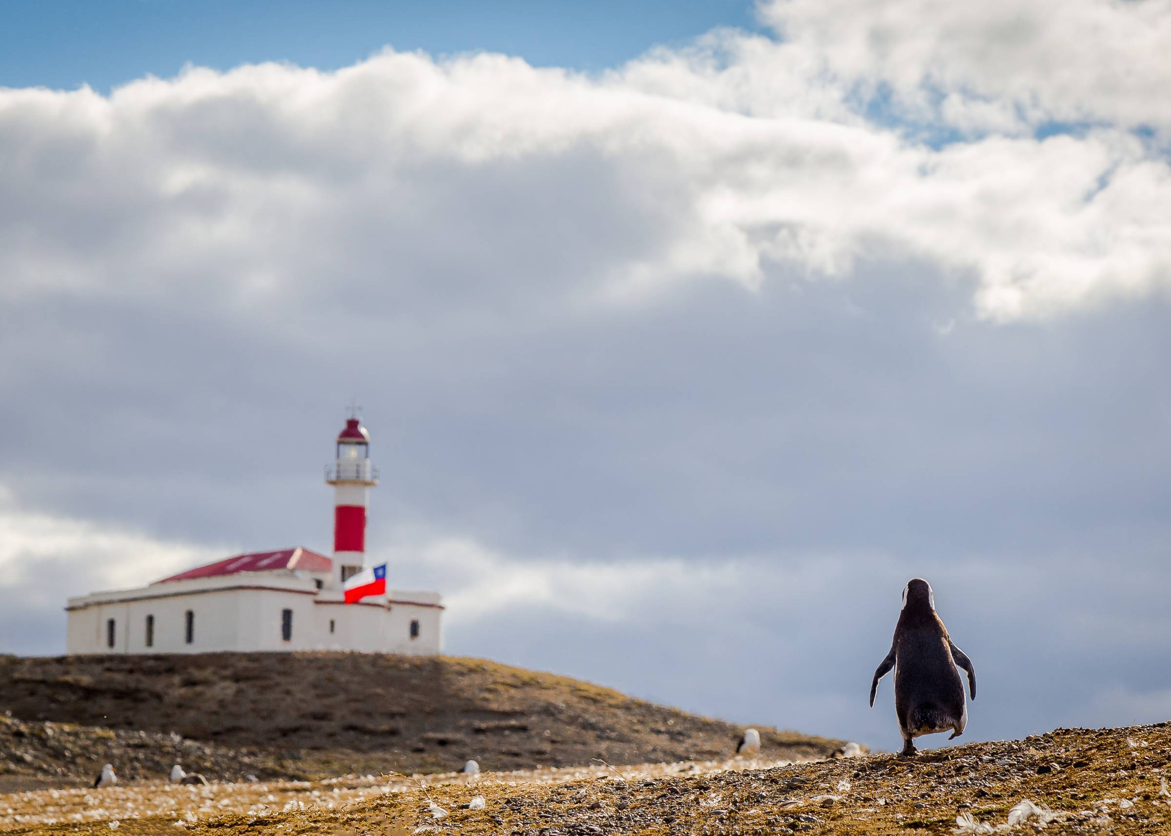 Zeilen naar Magdalena-eiland en overnachting in Puerto Natales