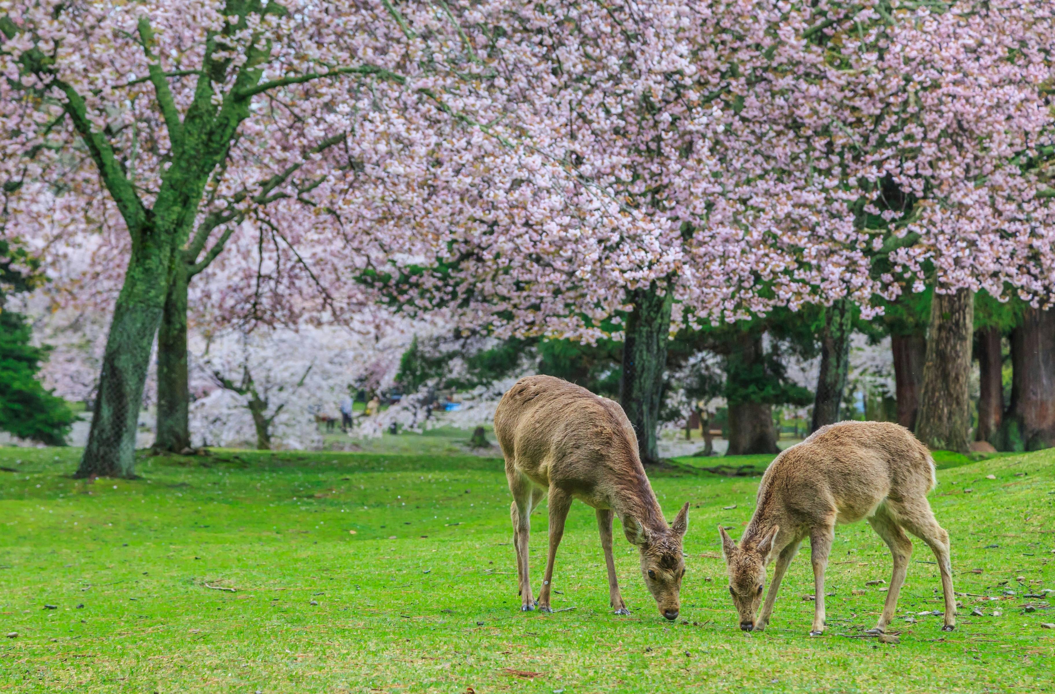 Descubriendo Nara, un día ecológico entre ciervos y templos