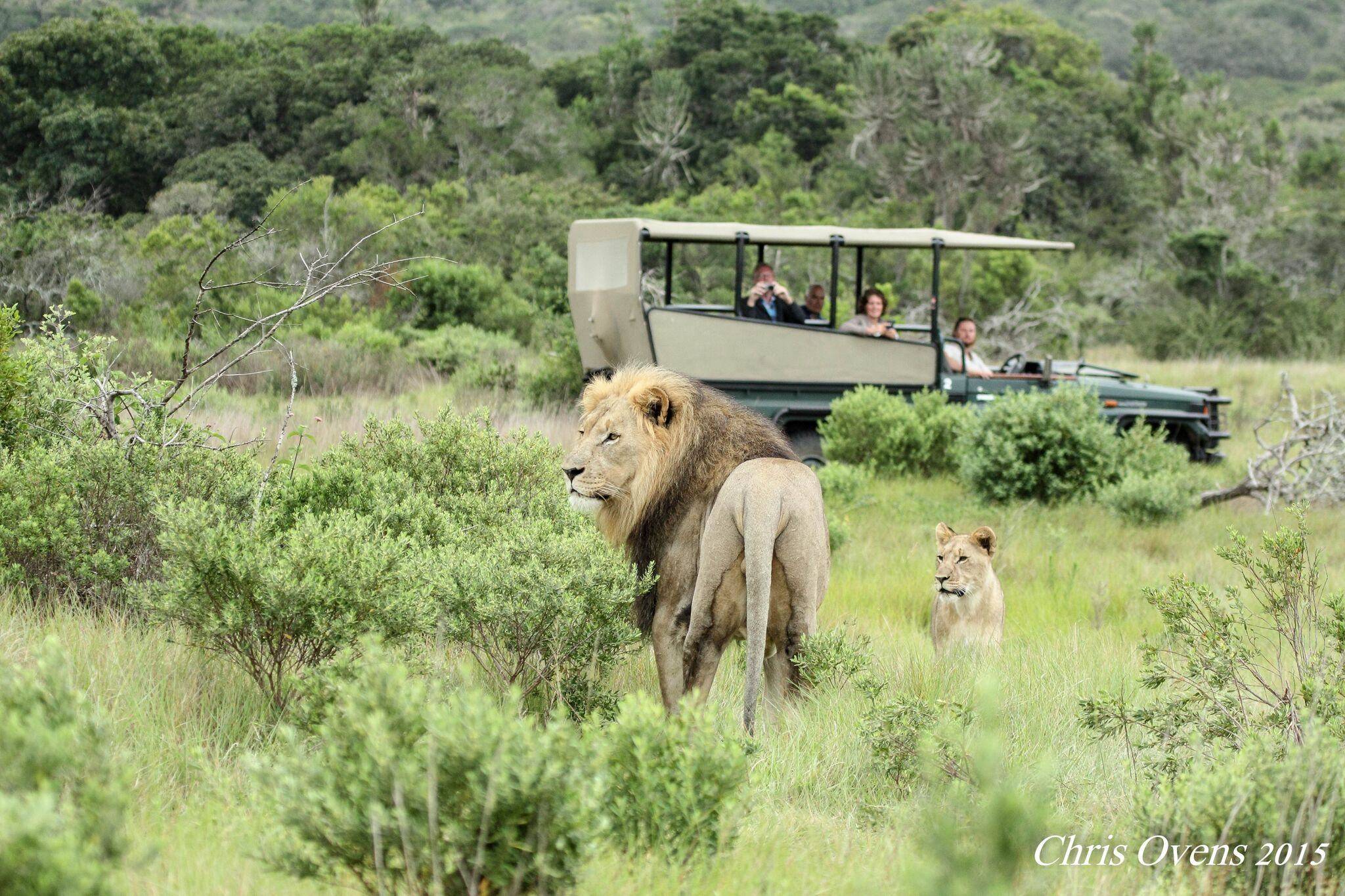 Immersion dans le parc national Kruger