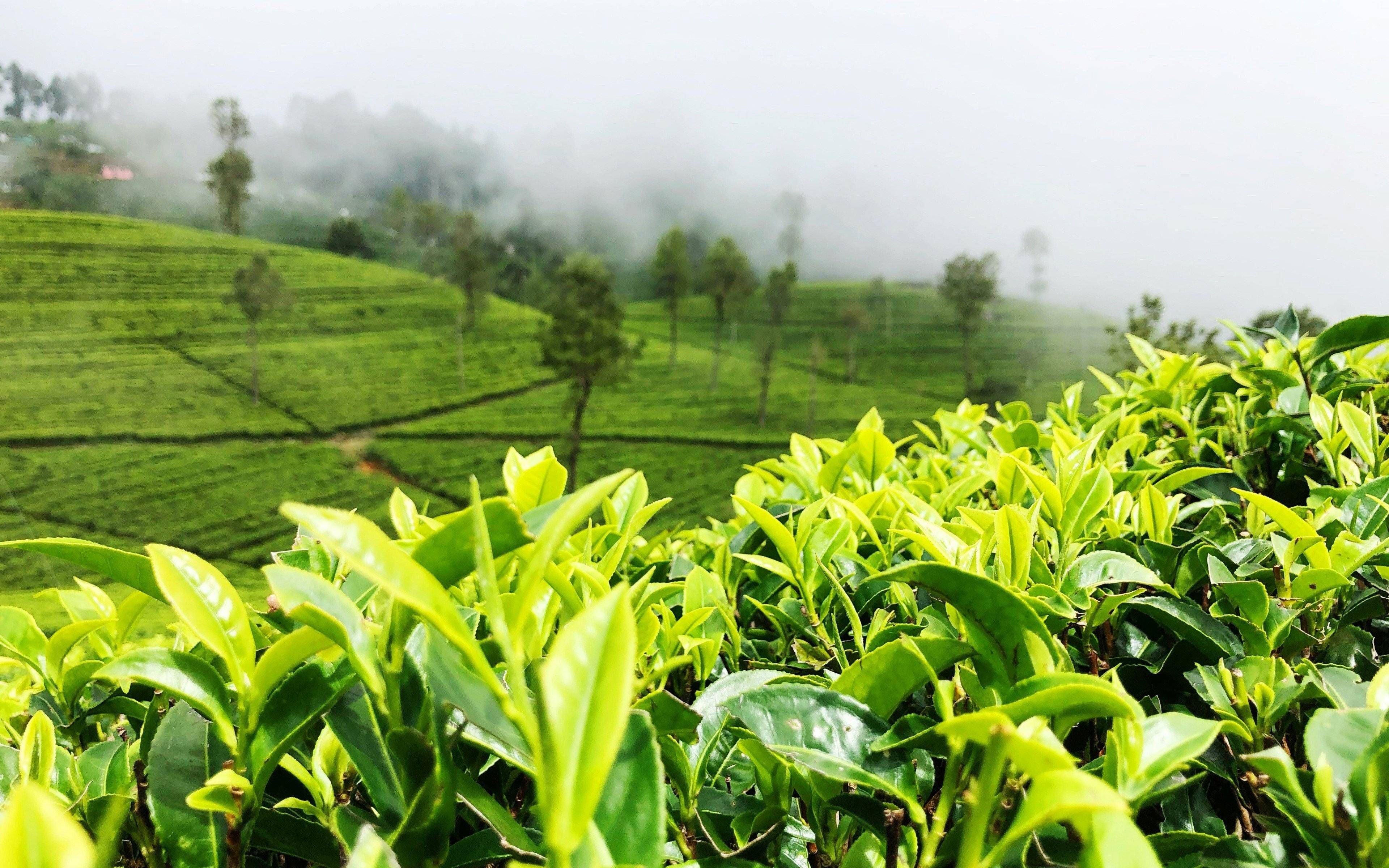 Nuwara Eliya y sus colinas verdes / Fábrica de té