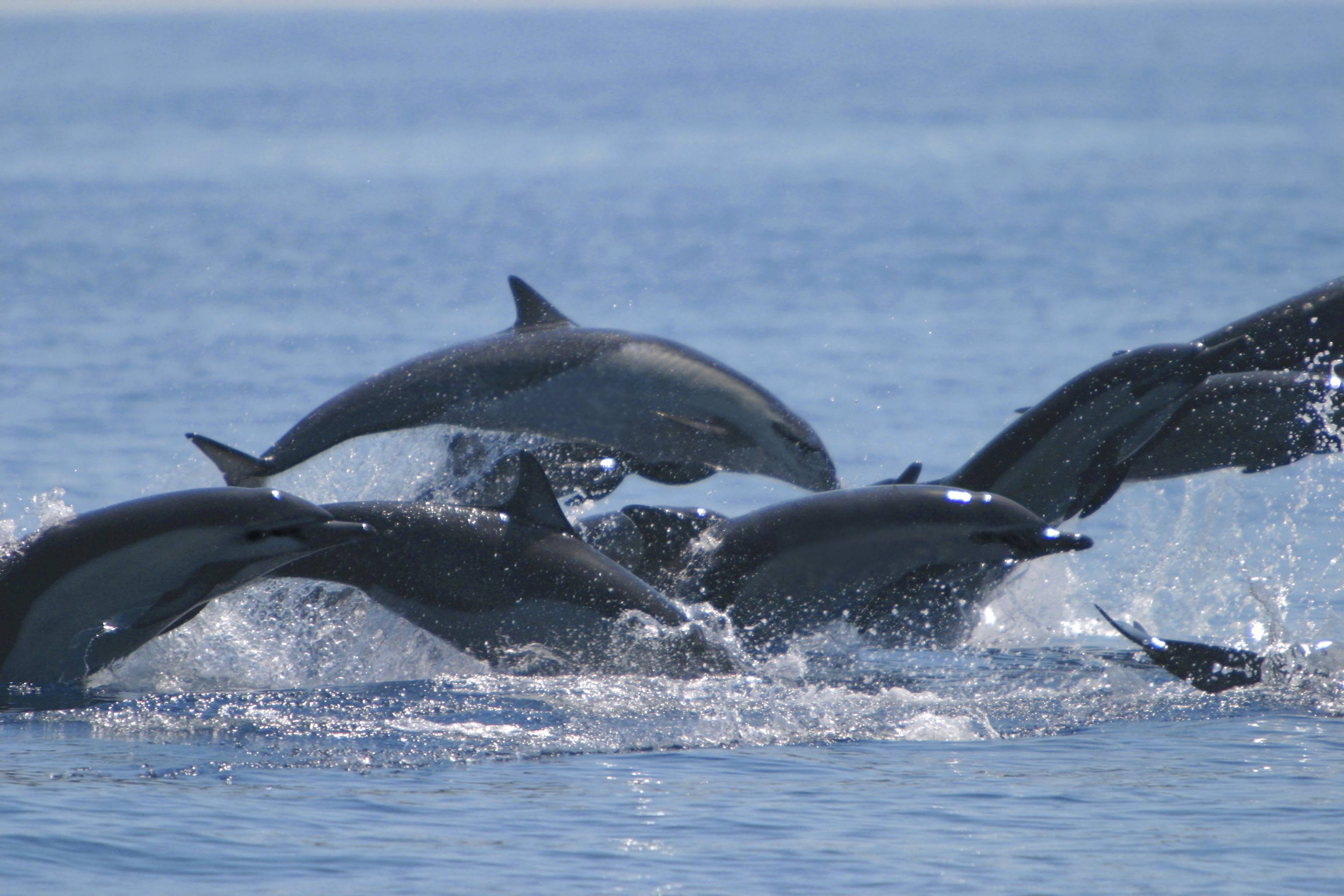 Delfin- und Walbeobachtungstour auf dem Golfo Dulce