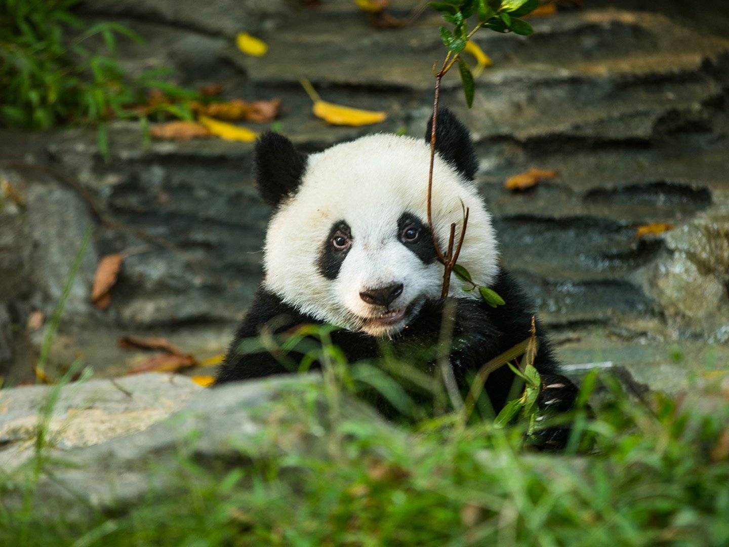 El Centro de Investigación y Crianza de Panda y el Museo de Sanxingdui de Chengdu