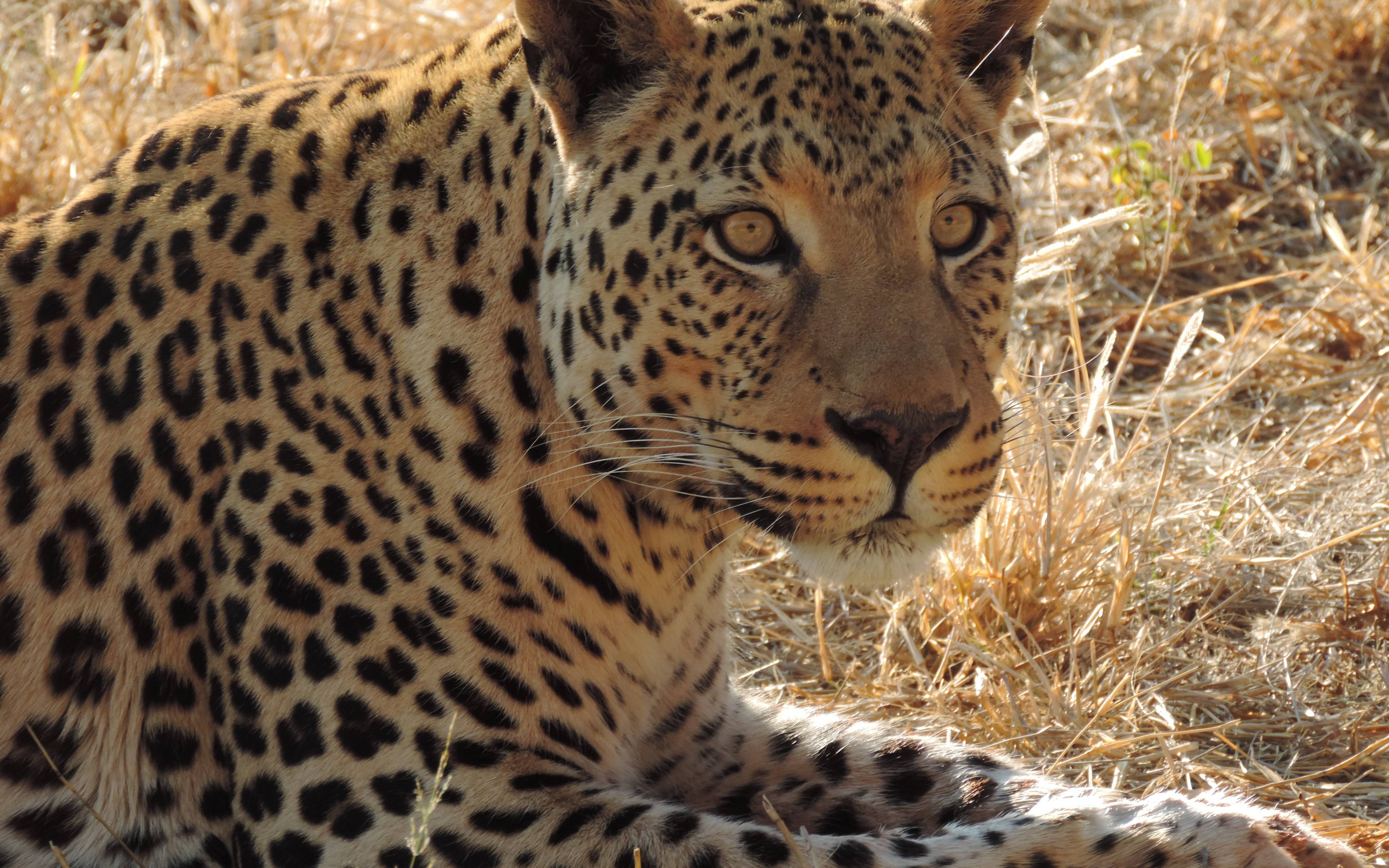 Geparden und Leoparden in Okonjima 