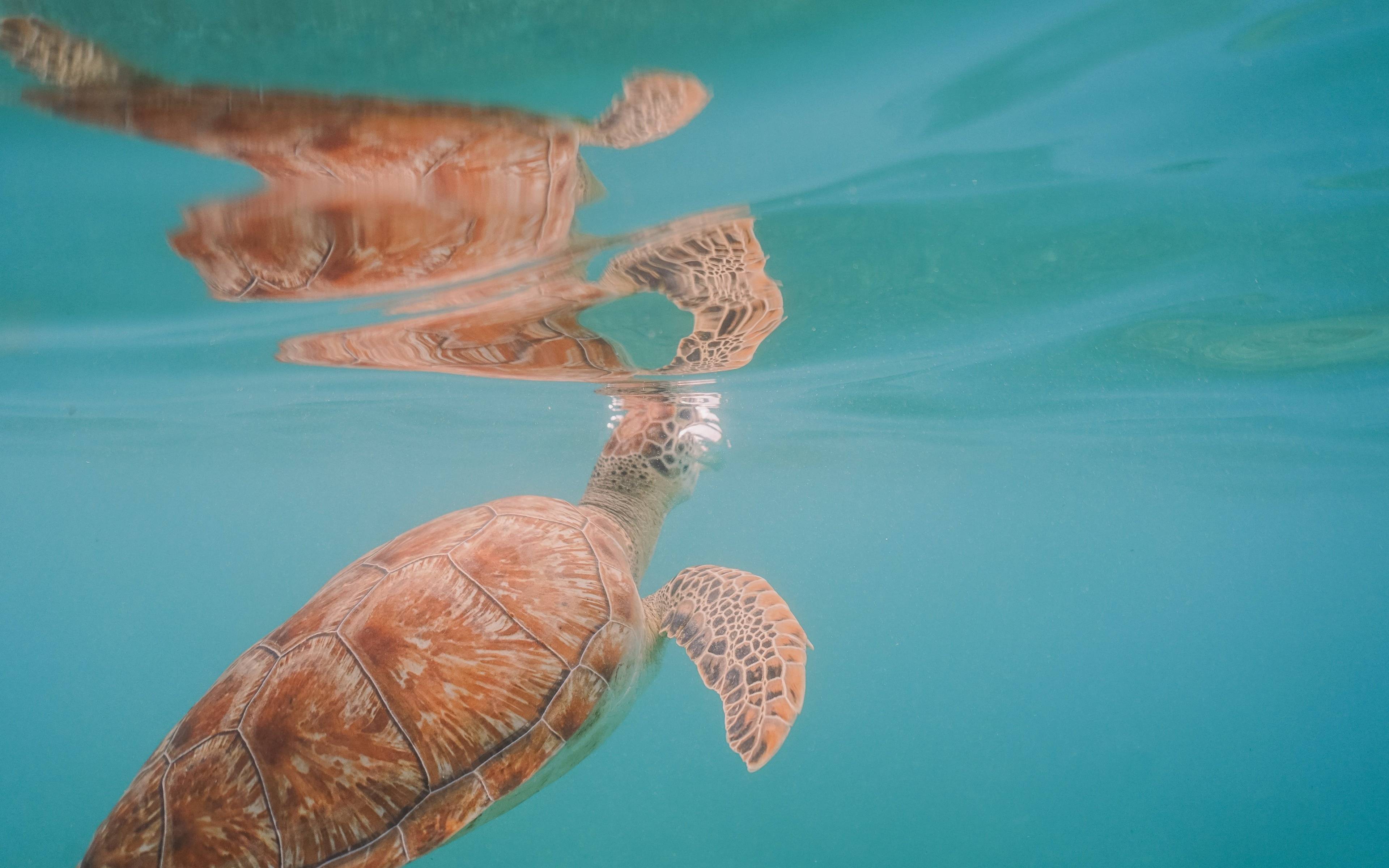 Nadar entre tortugas y otras especies marinas